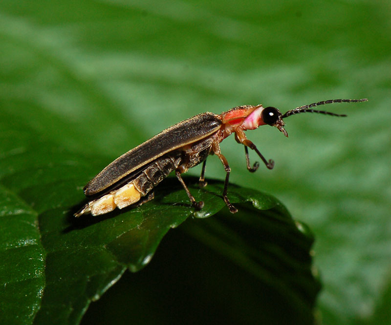 A lightning bug with a black body an a dark orange head on a leaf.