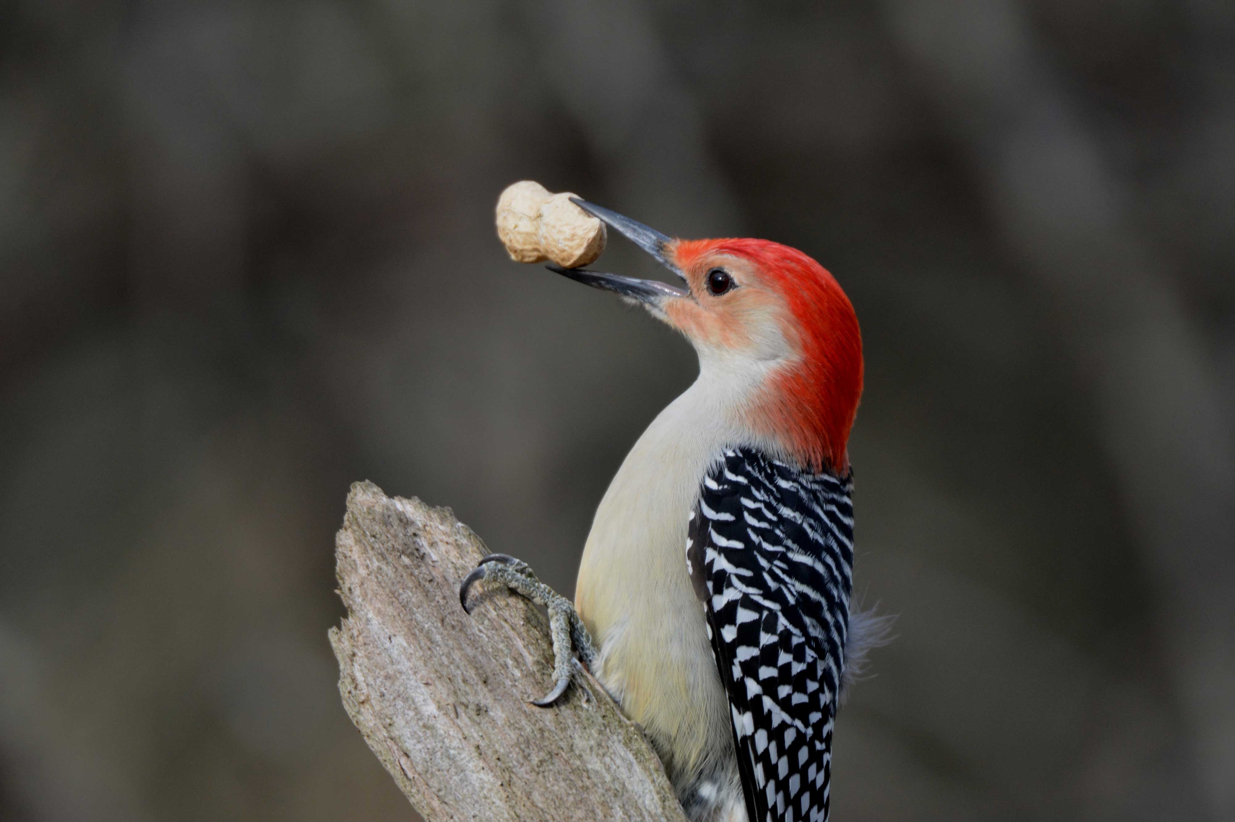 A red-bellied woodpecker with a peanut in its mouth.
