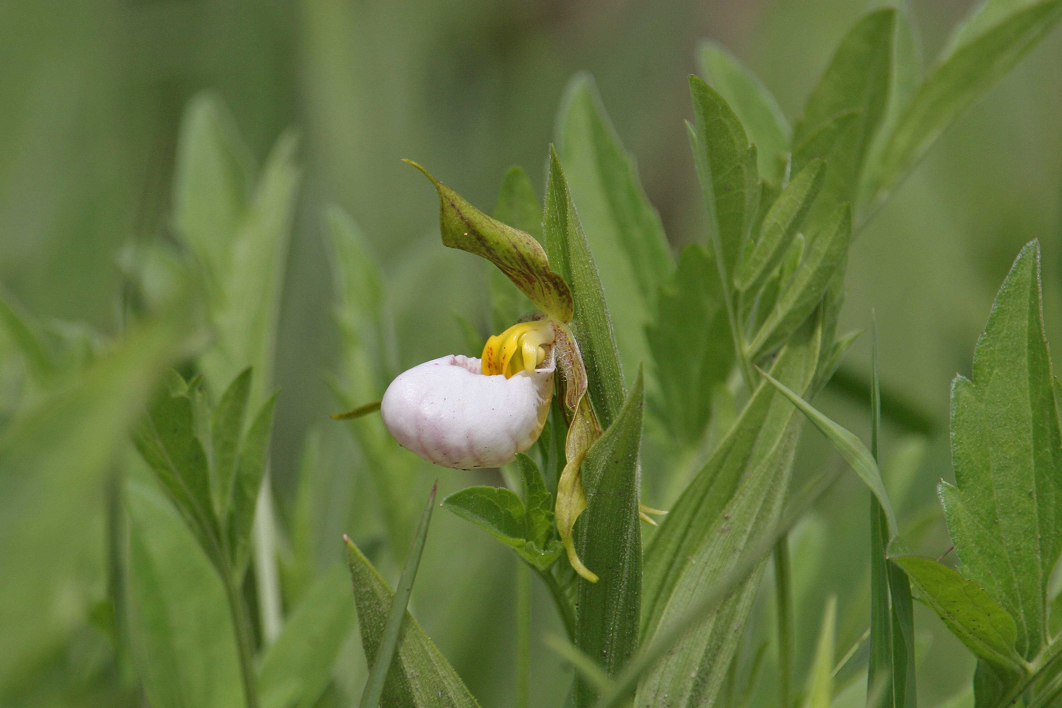 White lady slipper orchid.