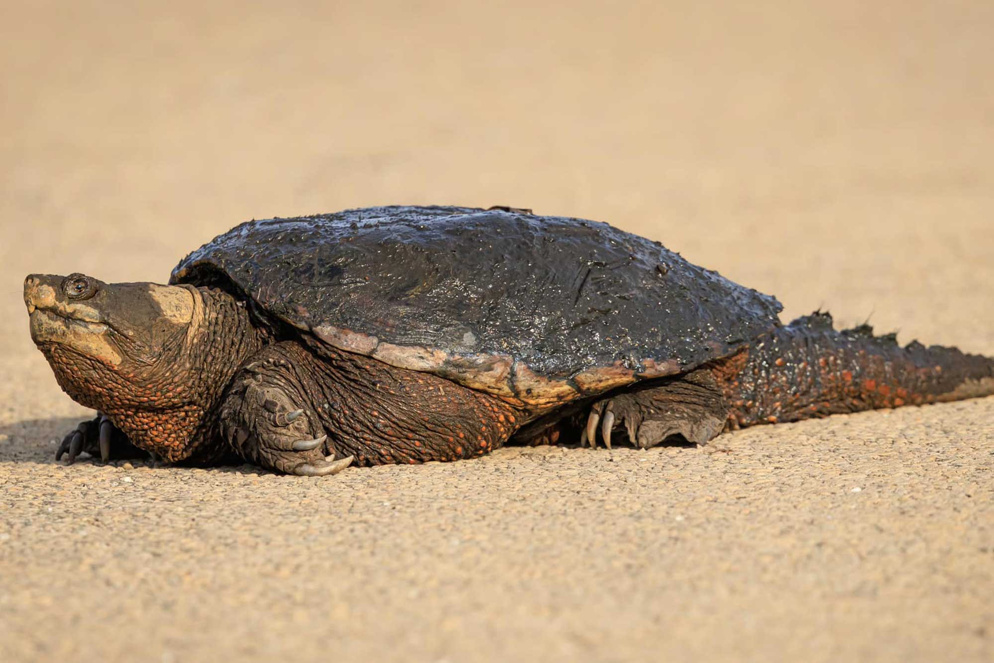 Snapping turtle sitting on a trail.