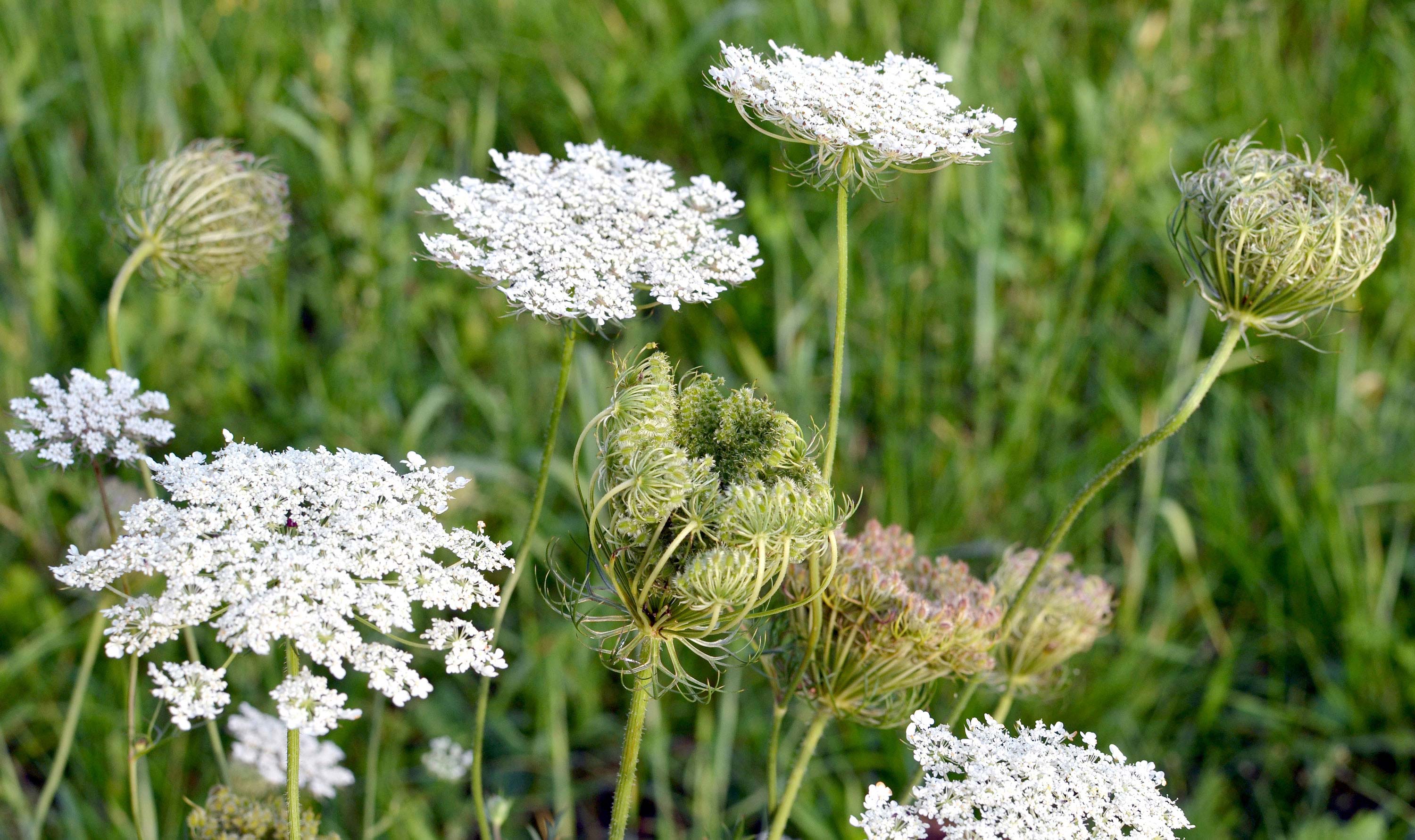Queen Anne's lace in a field.