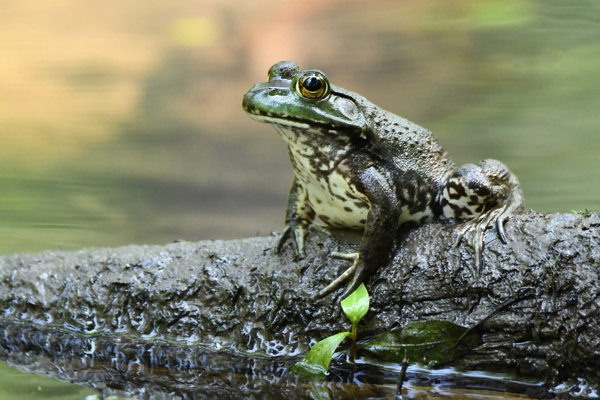 American bullfrog sitting on a fallen tree in the water.