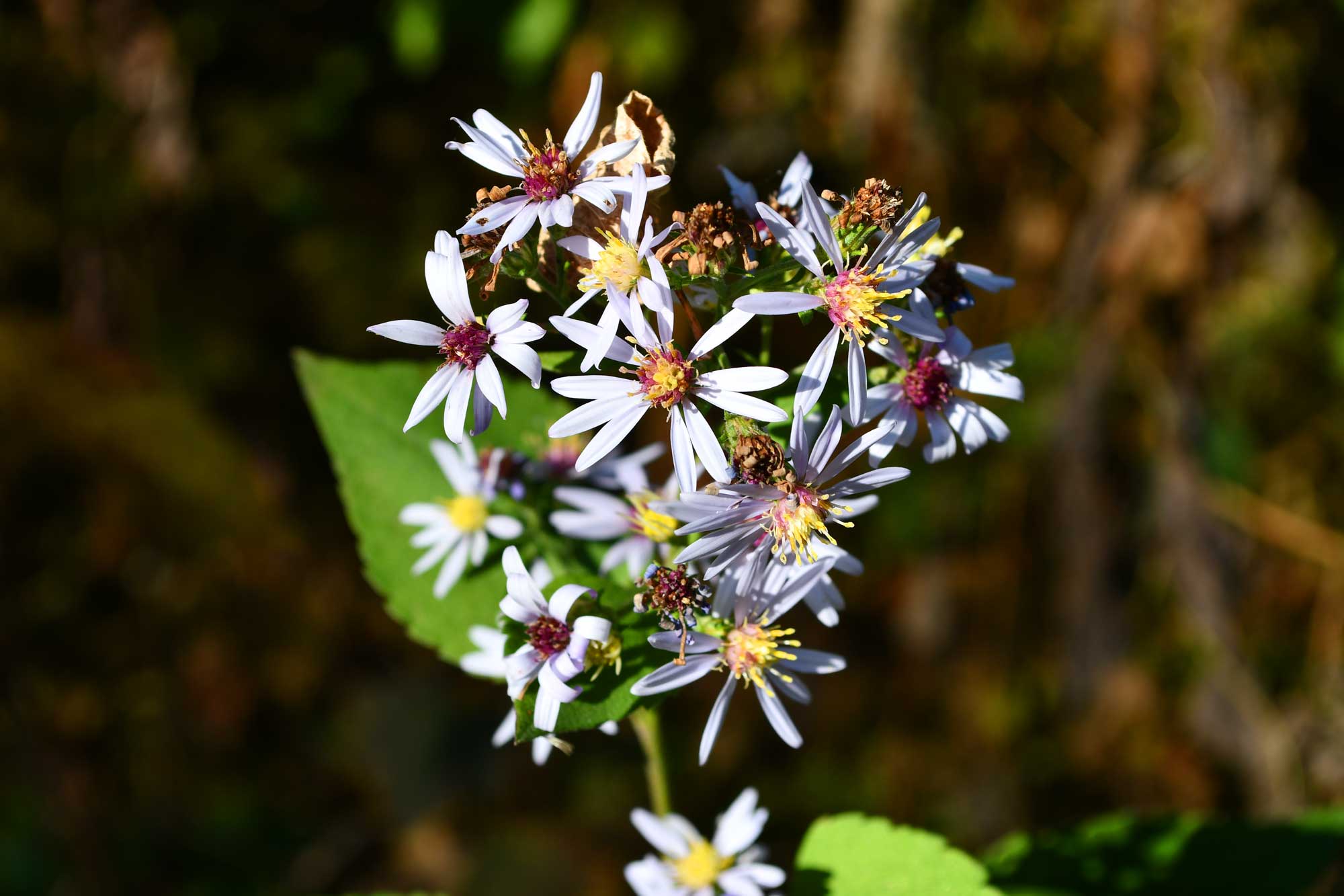 Common blue aster with light blue flower petals.
