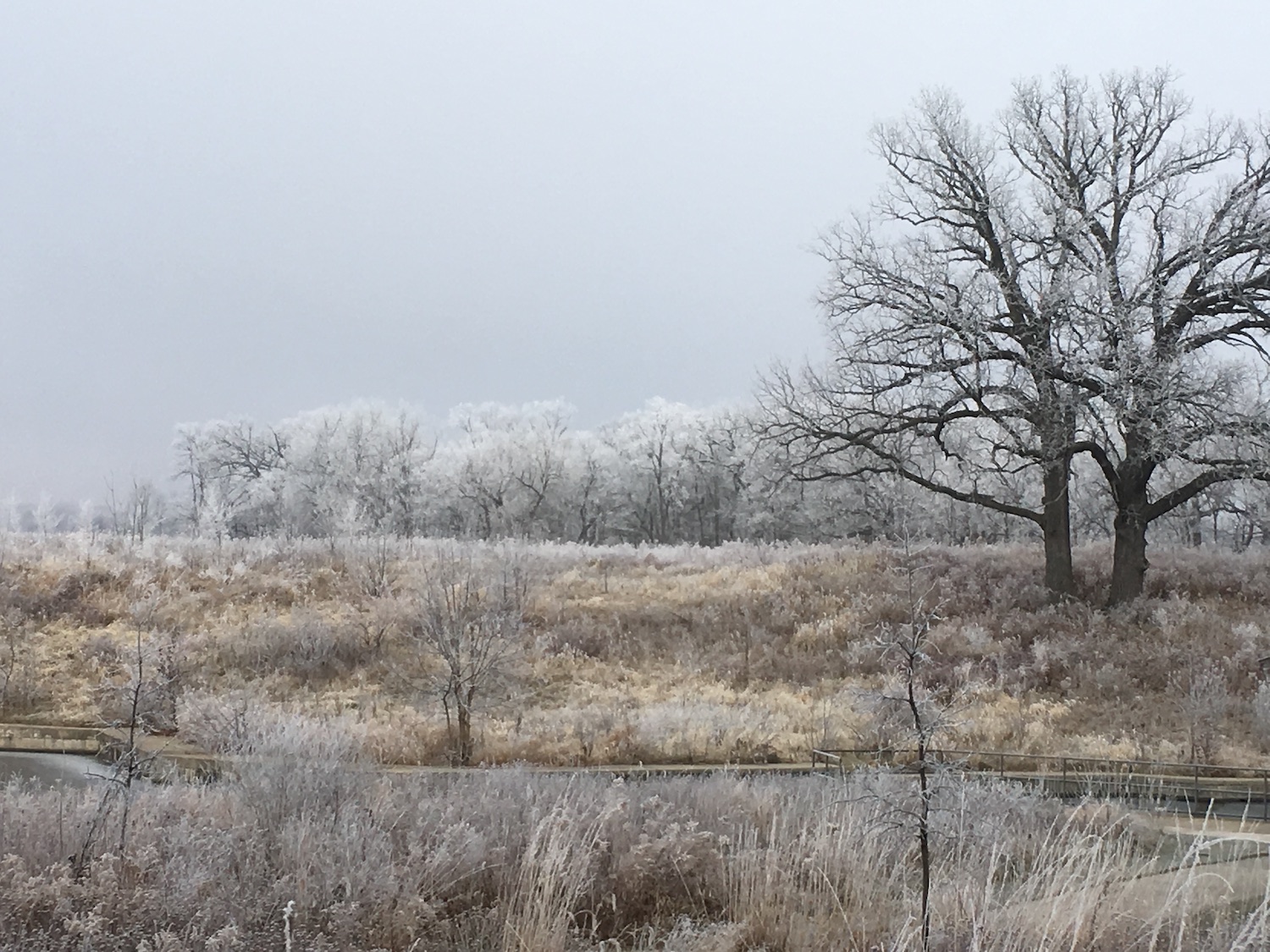 A frosty landscape showing trees along a trail with a pond in the foreground.