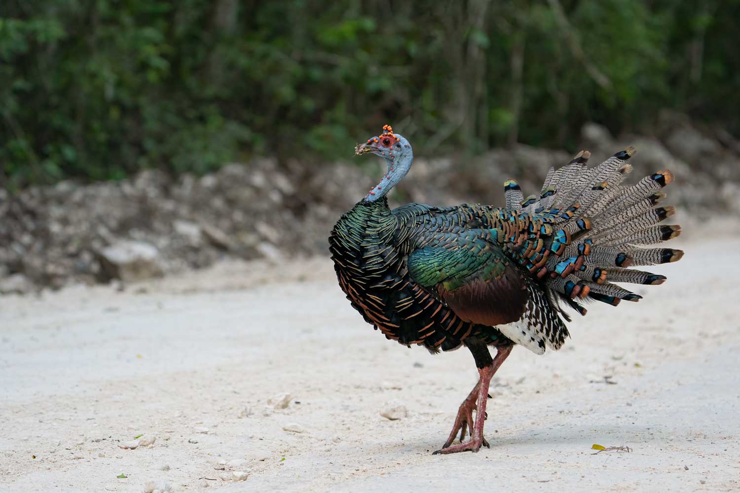 A bright and colorful ocellated turkey with its feathers partially fanned walking on a path with trees in the background.