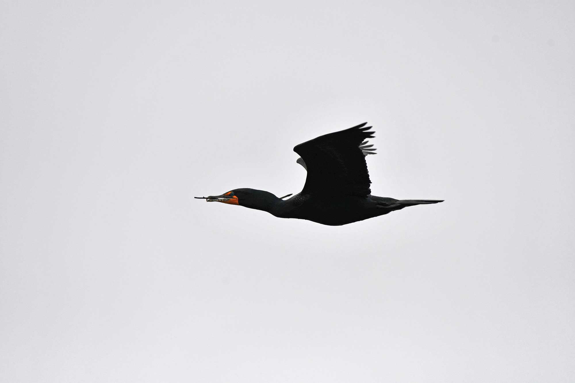 Double crested cormorant flying with wings extended and an overcast sky in the background.