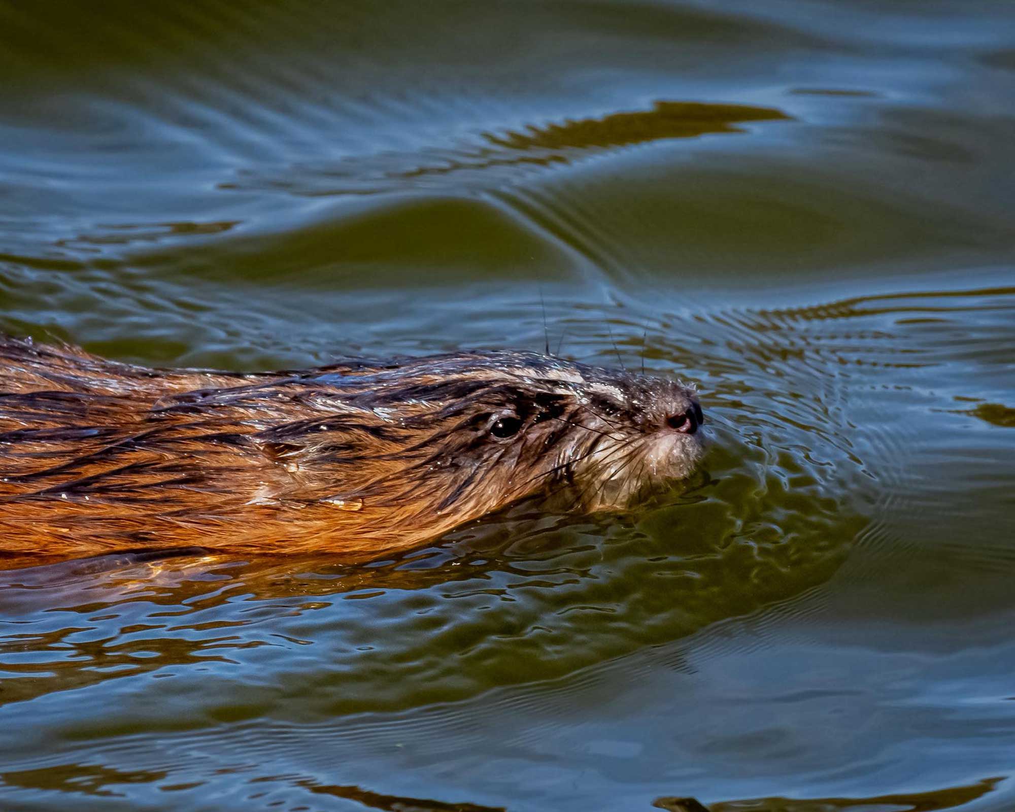 Muskrat swimming in the water.