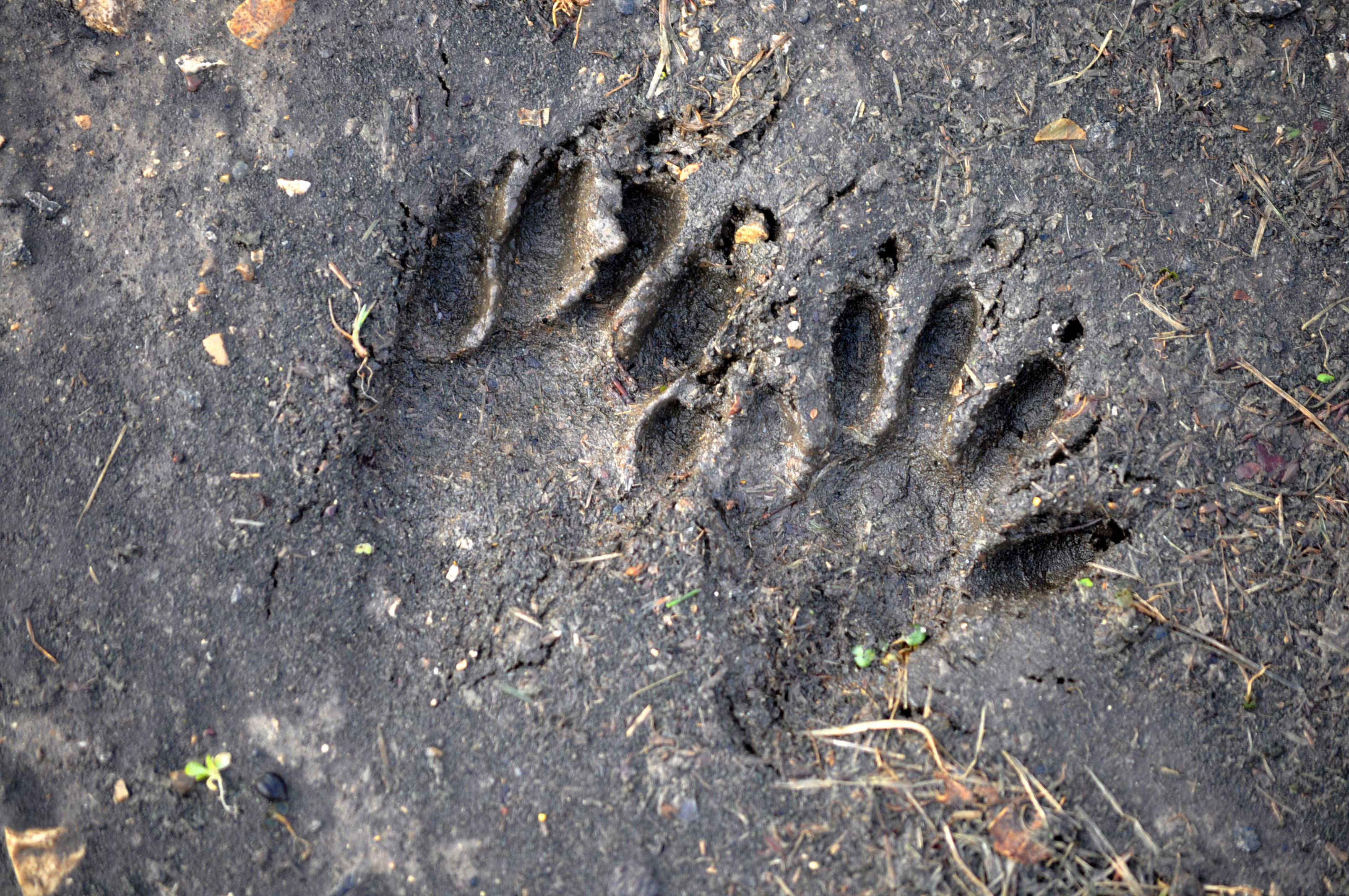 Raccoon tracks in mud.