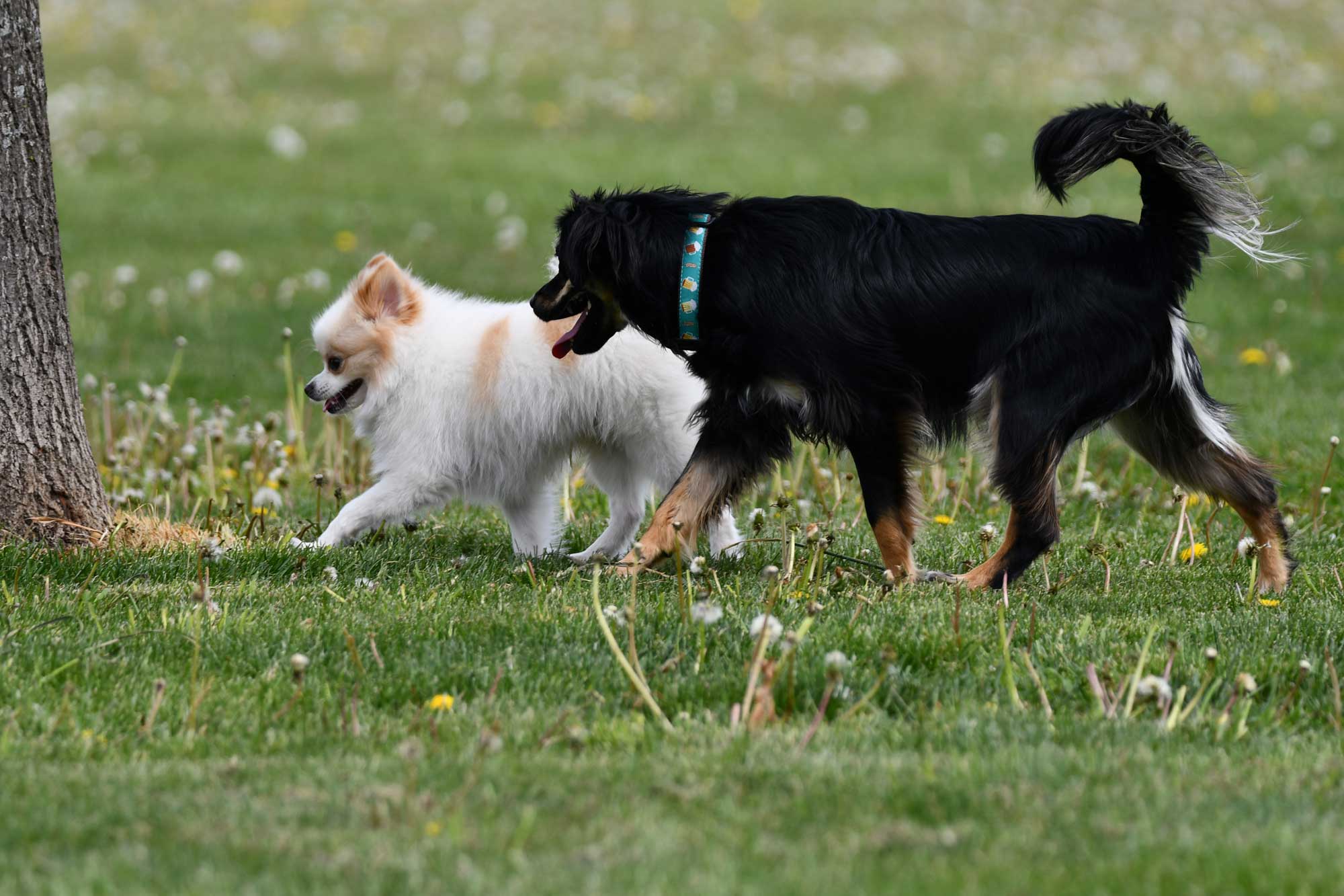 Two dogs walking near a tree.