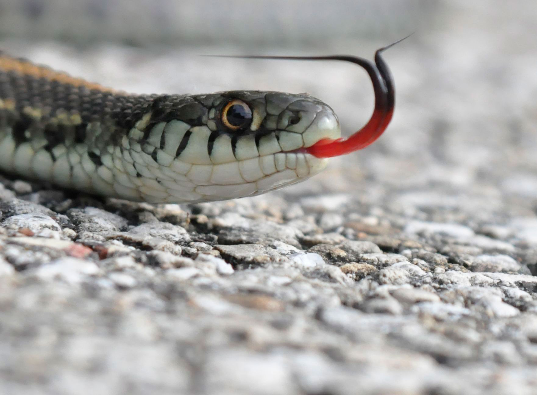 Close-up of a snake with its tongue out.
