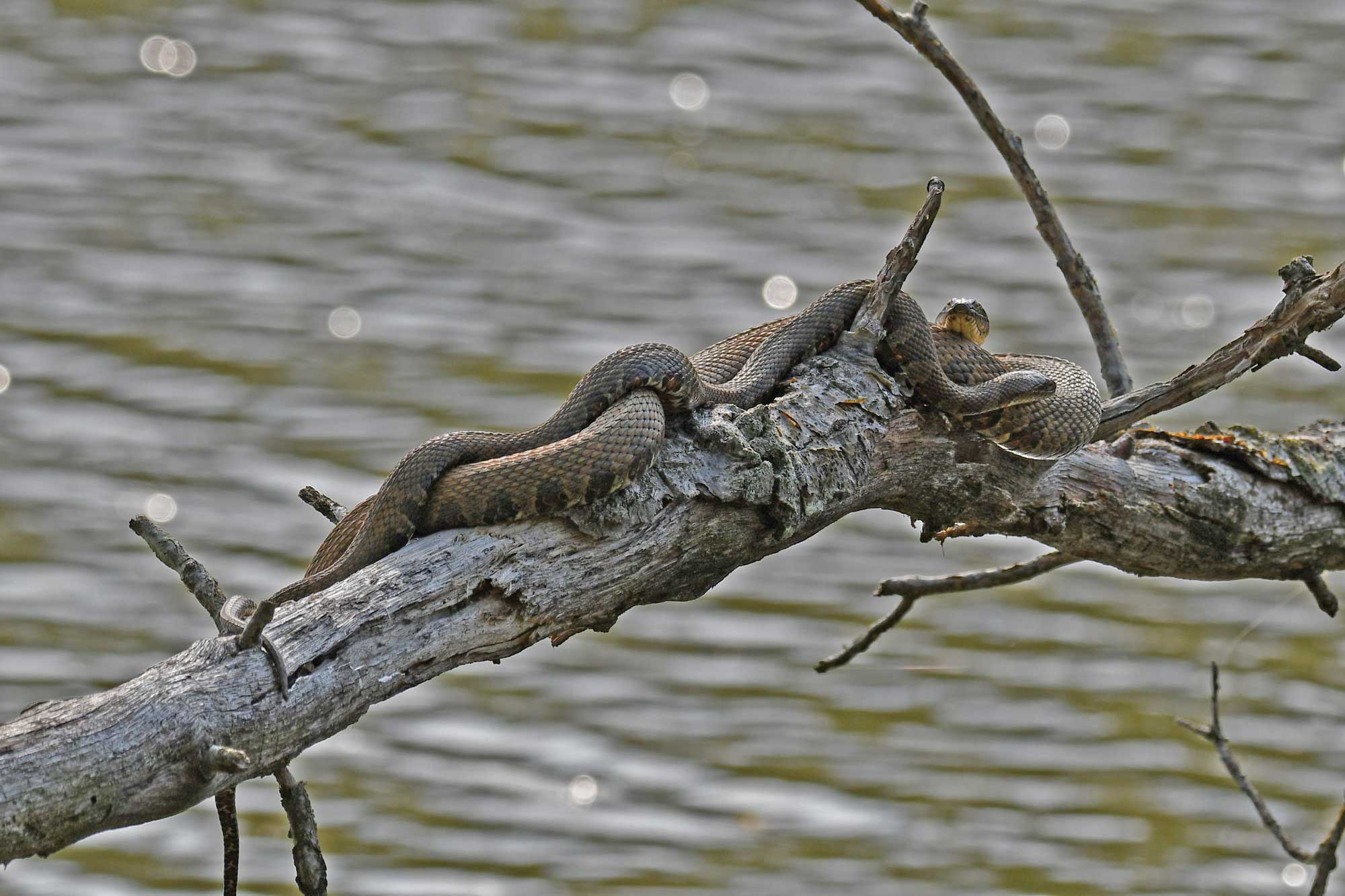 Two northern water snakes intertwined resting on a tree with water in the background.