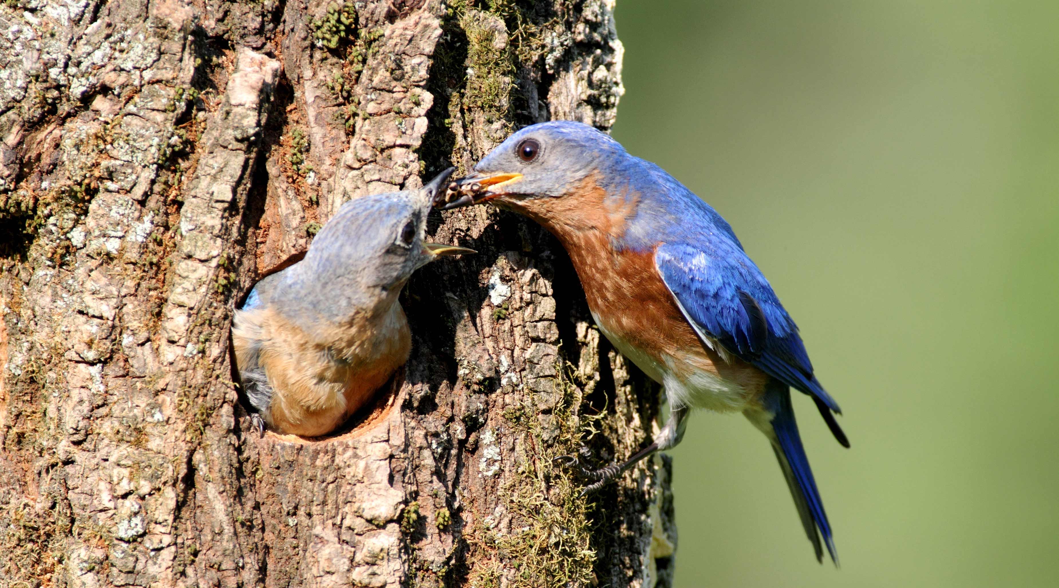 bluebirds-nestling-shutterstock2.jpg