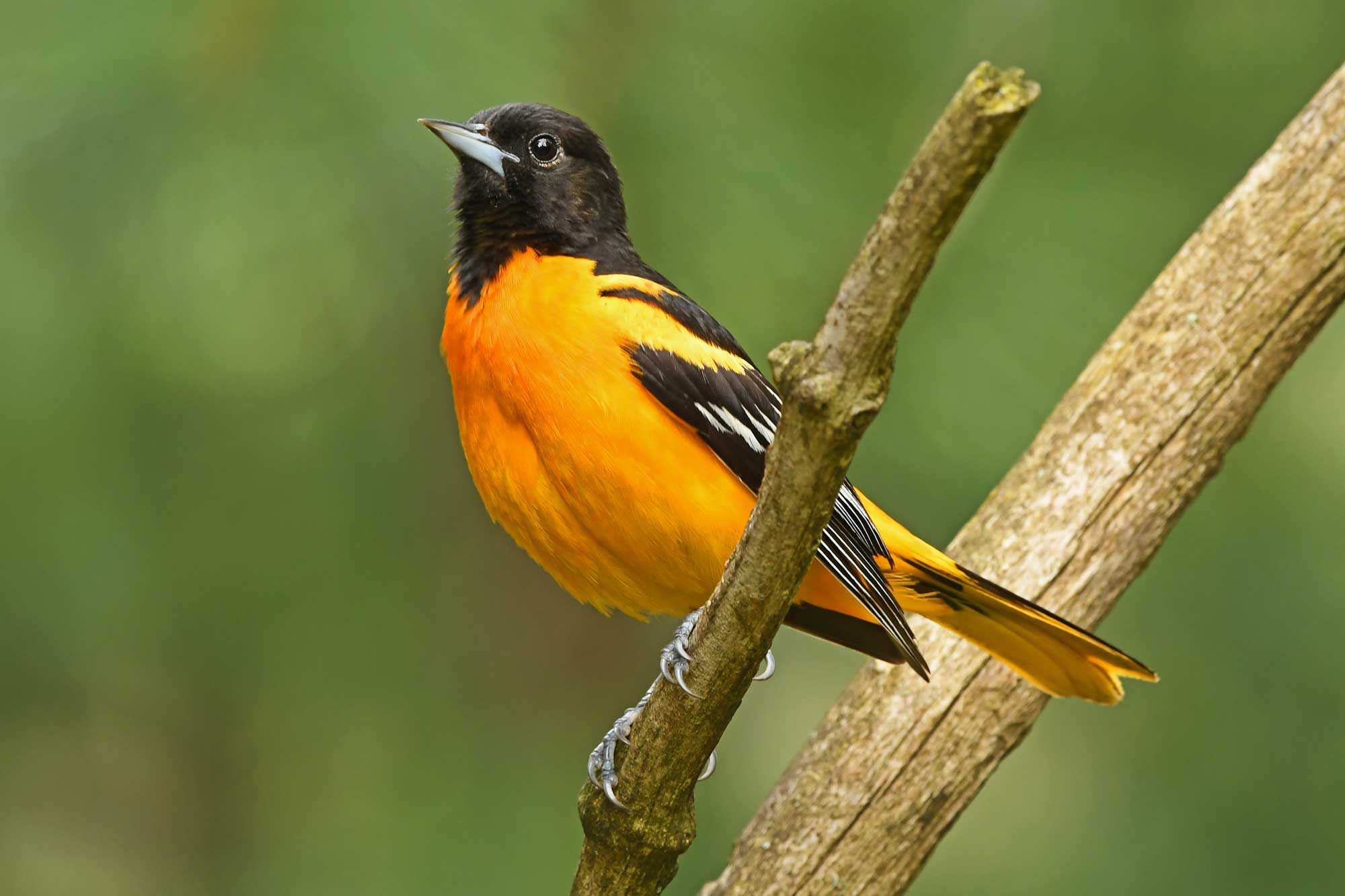Baltimore oriole perched on a branch with vegetation in the background.