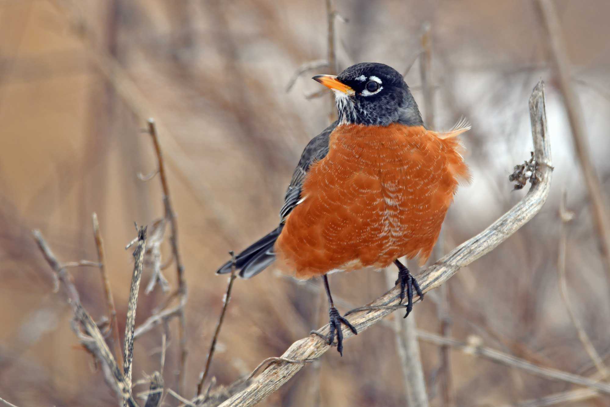American robin perched on a branch with vegetation in the background.