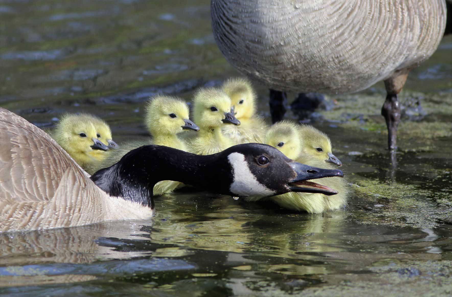 A Canada goose protecting its goslings.