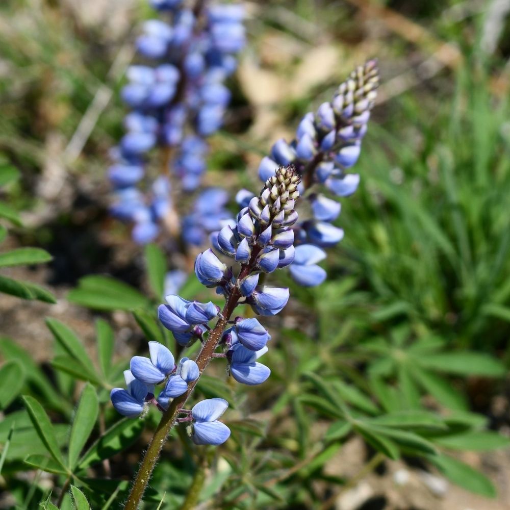 Close-up of purple-blue wildflowers blooming among green foliage in a natural setting.