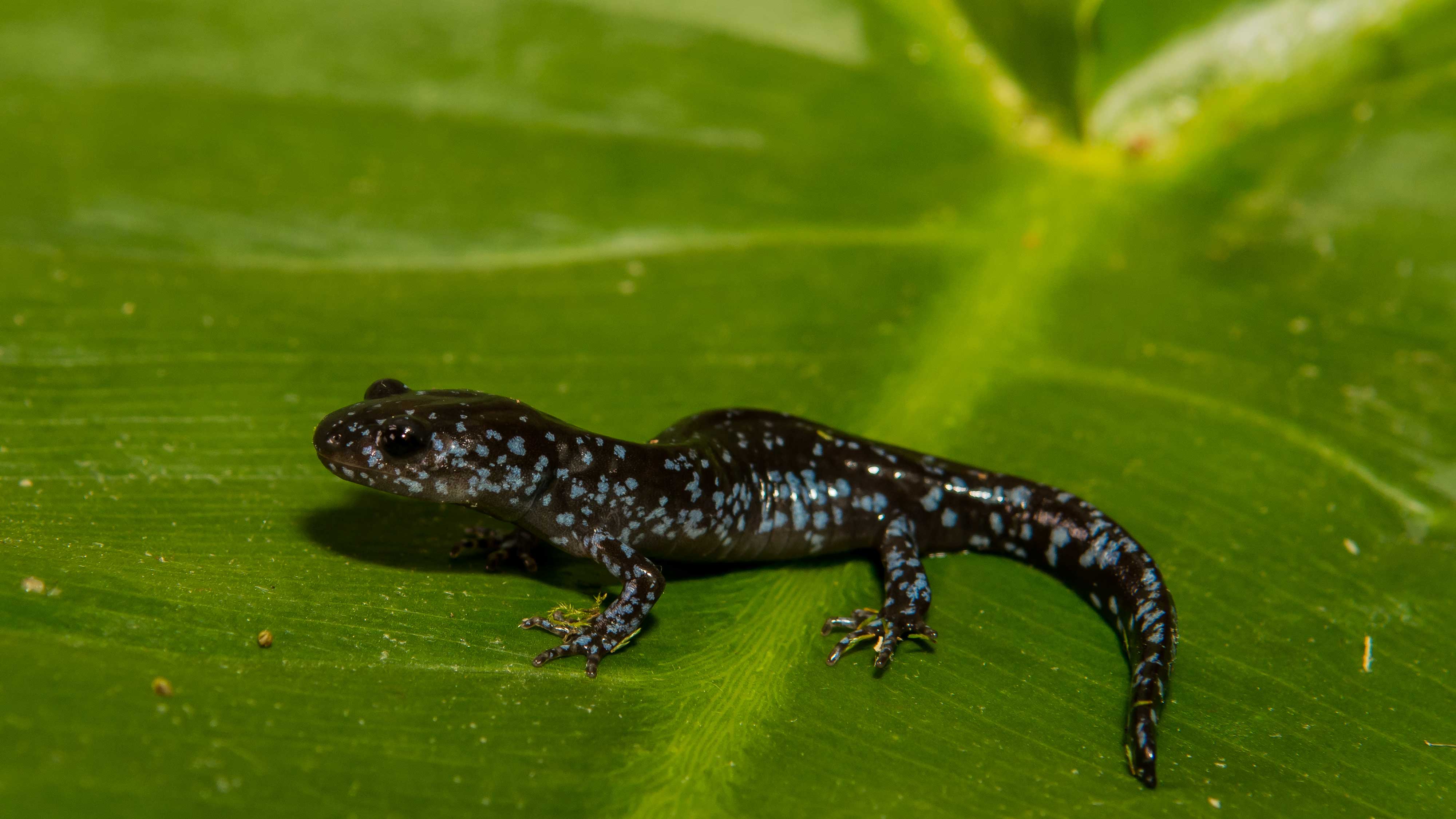 A blue-spotted salamander on a leaf.