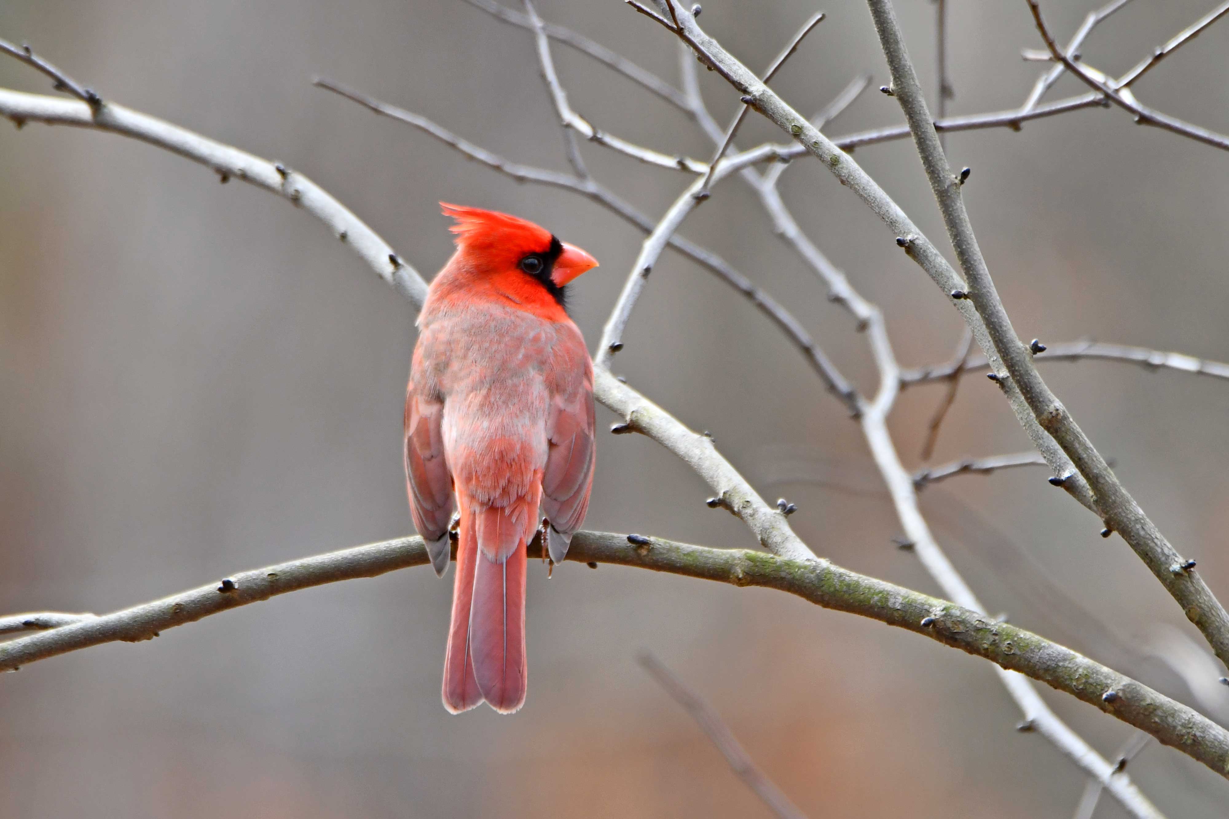 Cardinal-Goodenow-Grove-Glenn_P_Knoblock-March-2023_7393.JPG