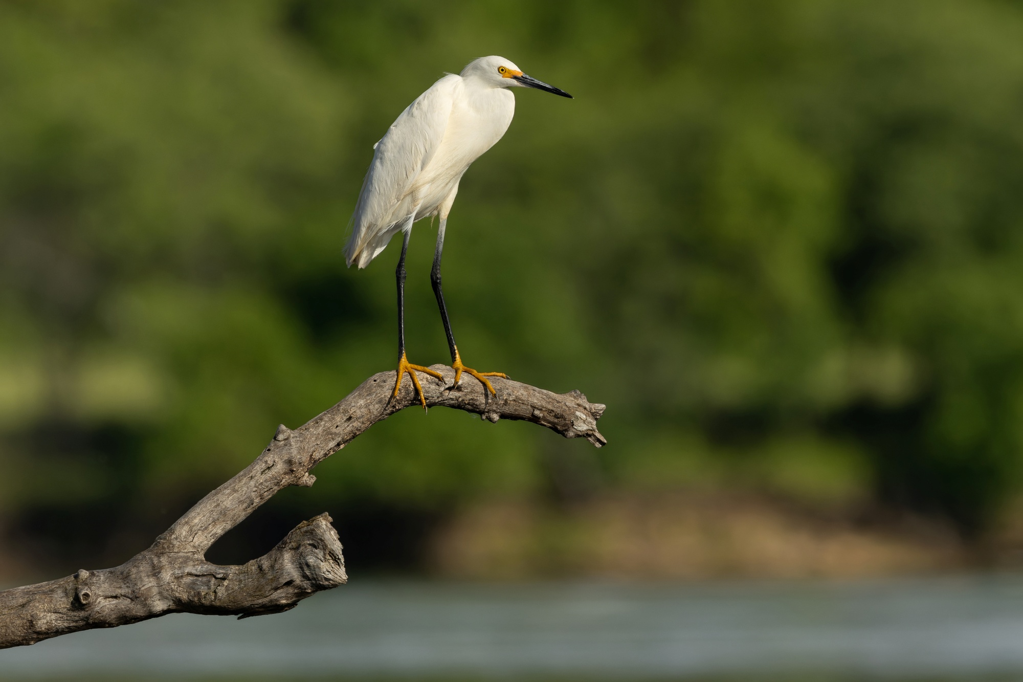 a bird standing on a branch
