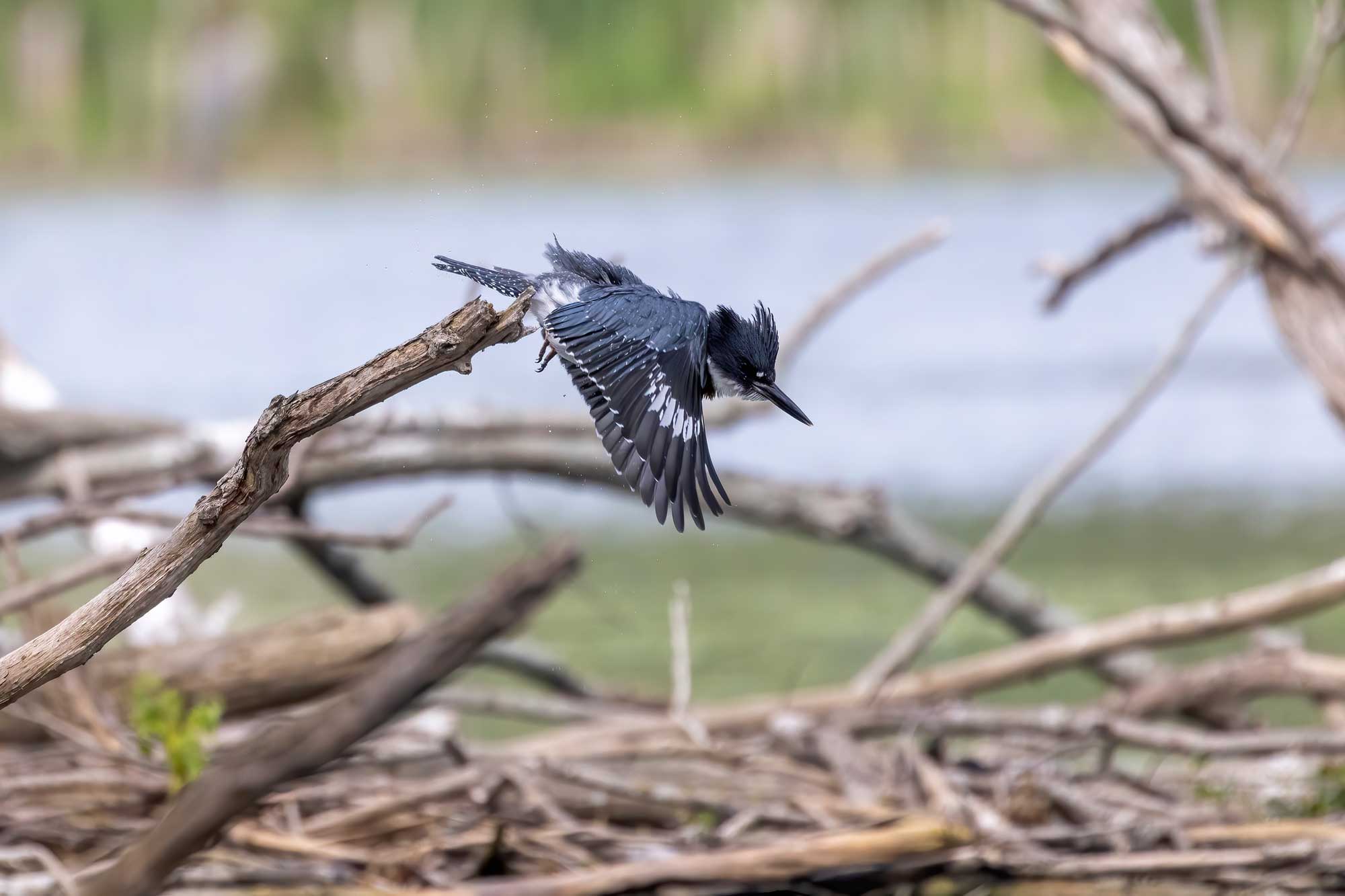 Belted kingfisher taking flight from a branch with wings extended and water and vegetation in the background.
