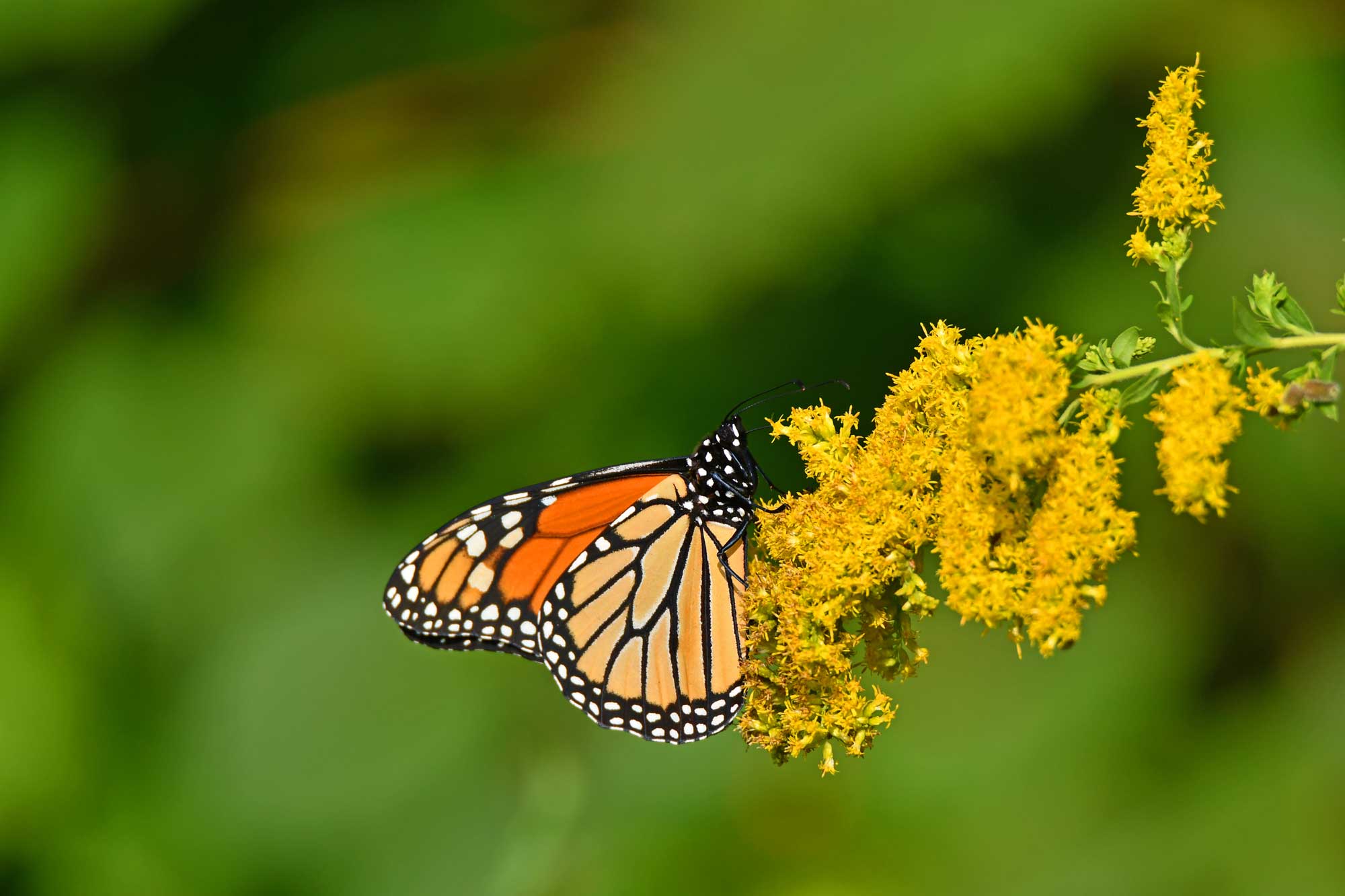 Monarch butterfly landed on yellow wildflowers.