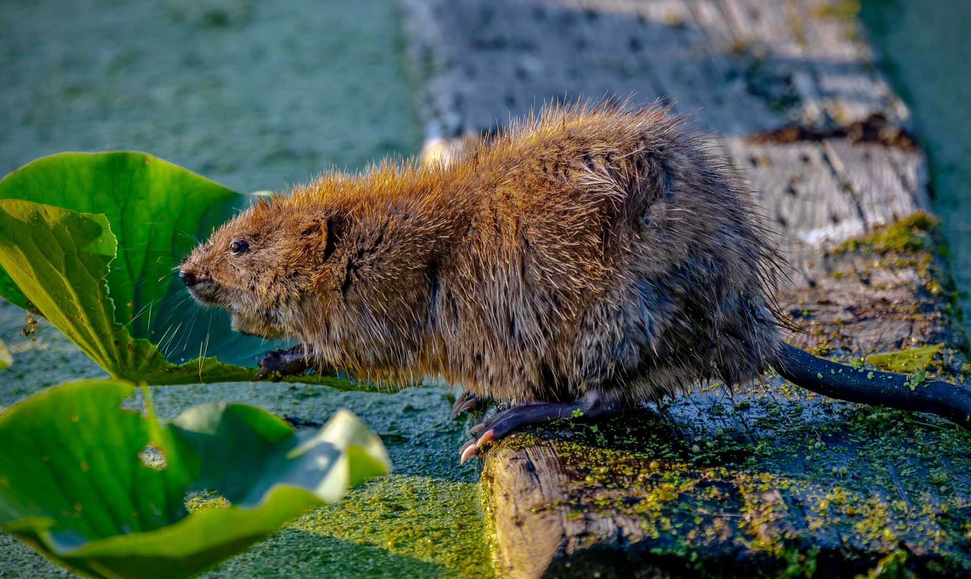 Muskrat sitting on a fallen tree in the water.