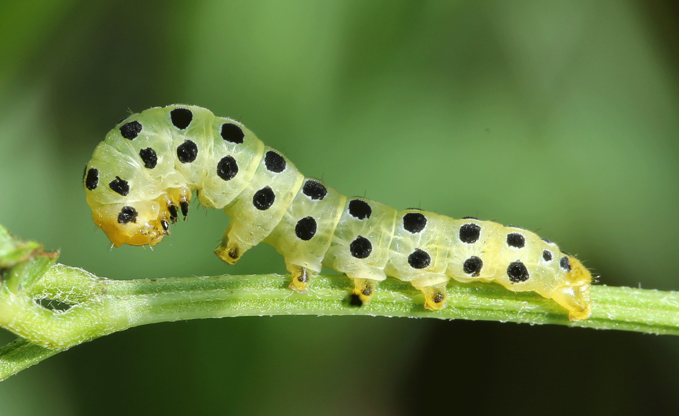 A caterpillar on vegetation.