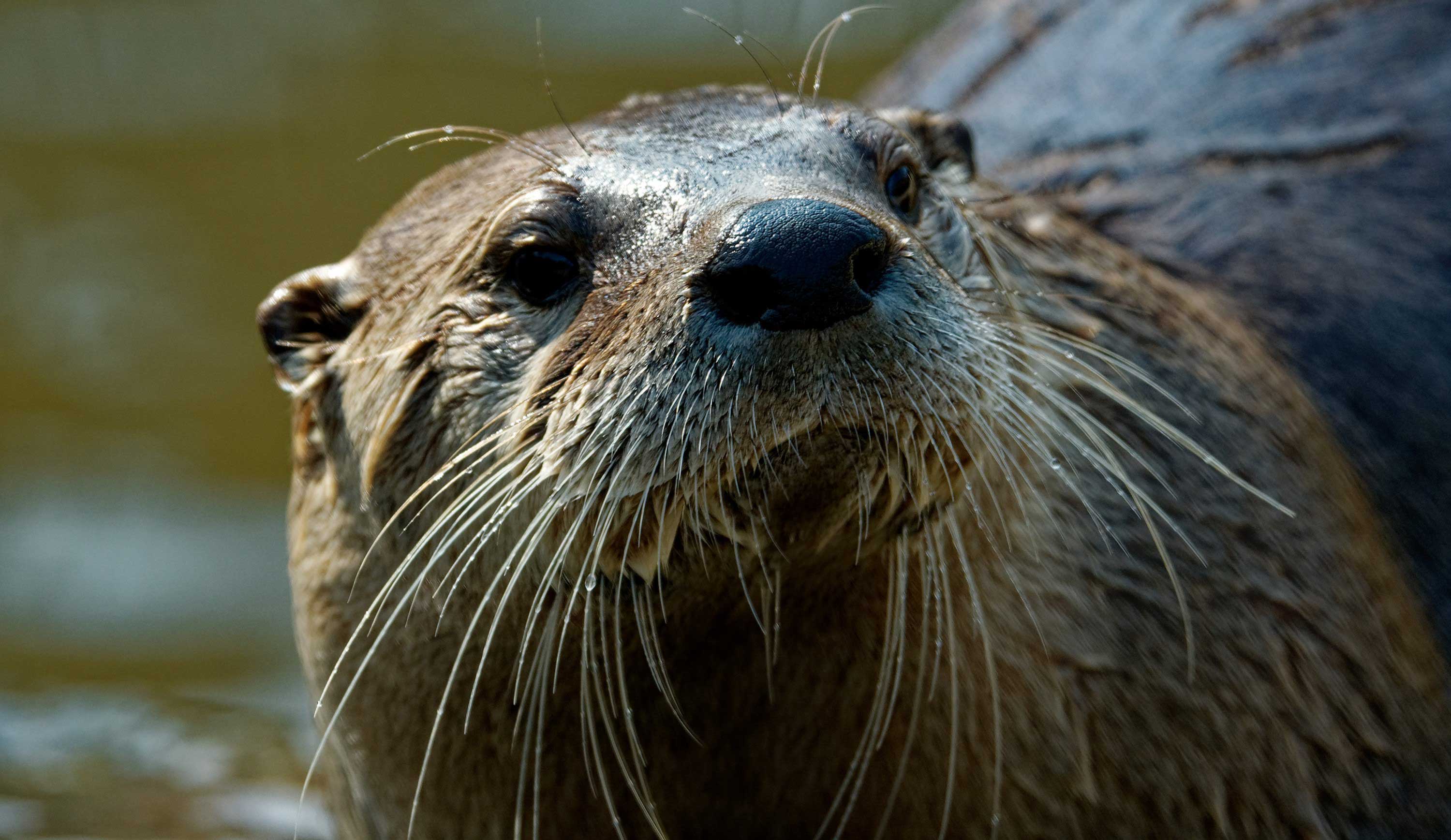 Close-up of a river otter.