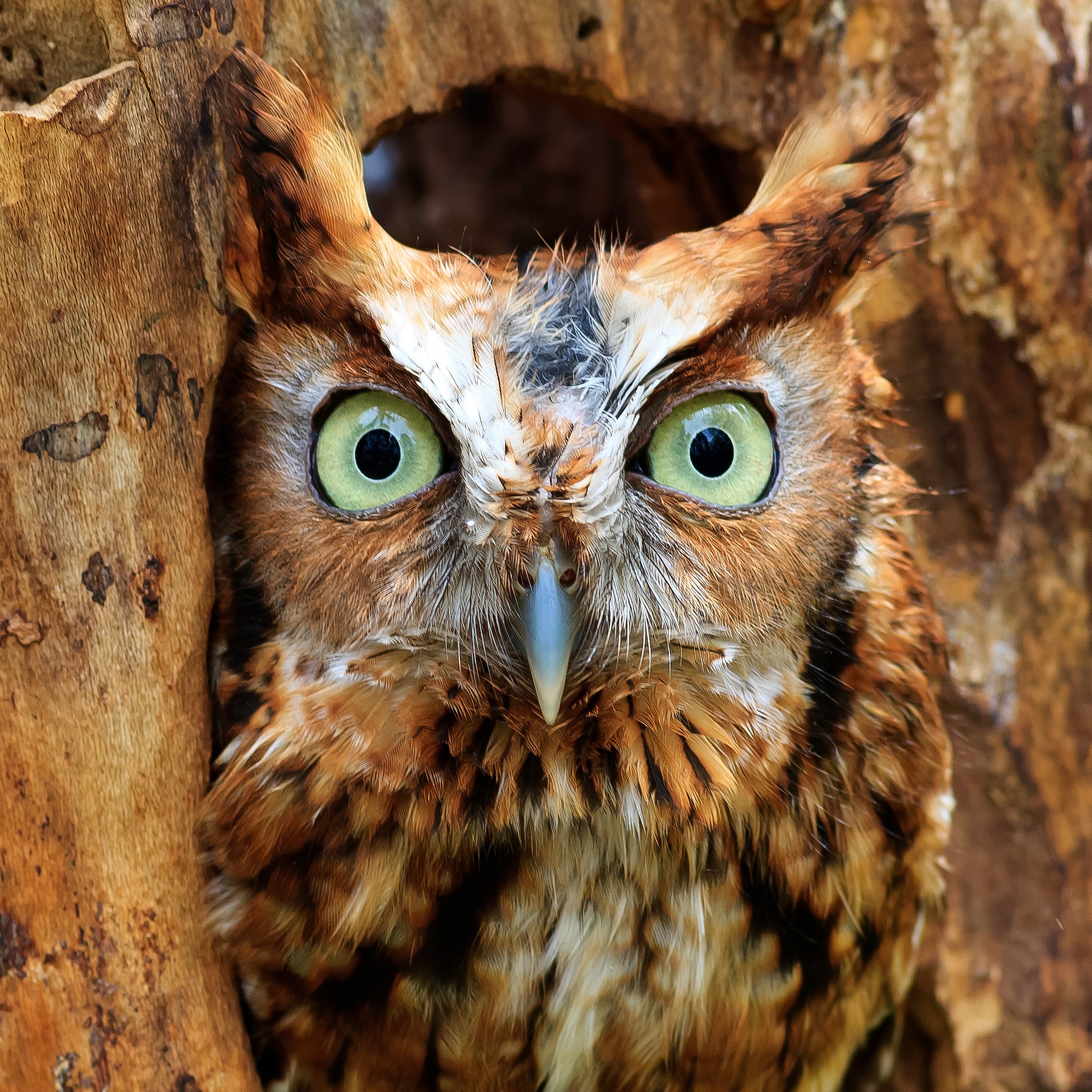 These animals are masters of camouflage