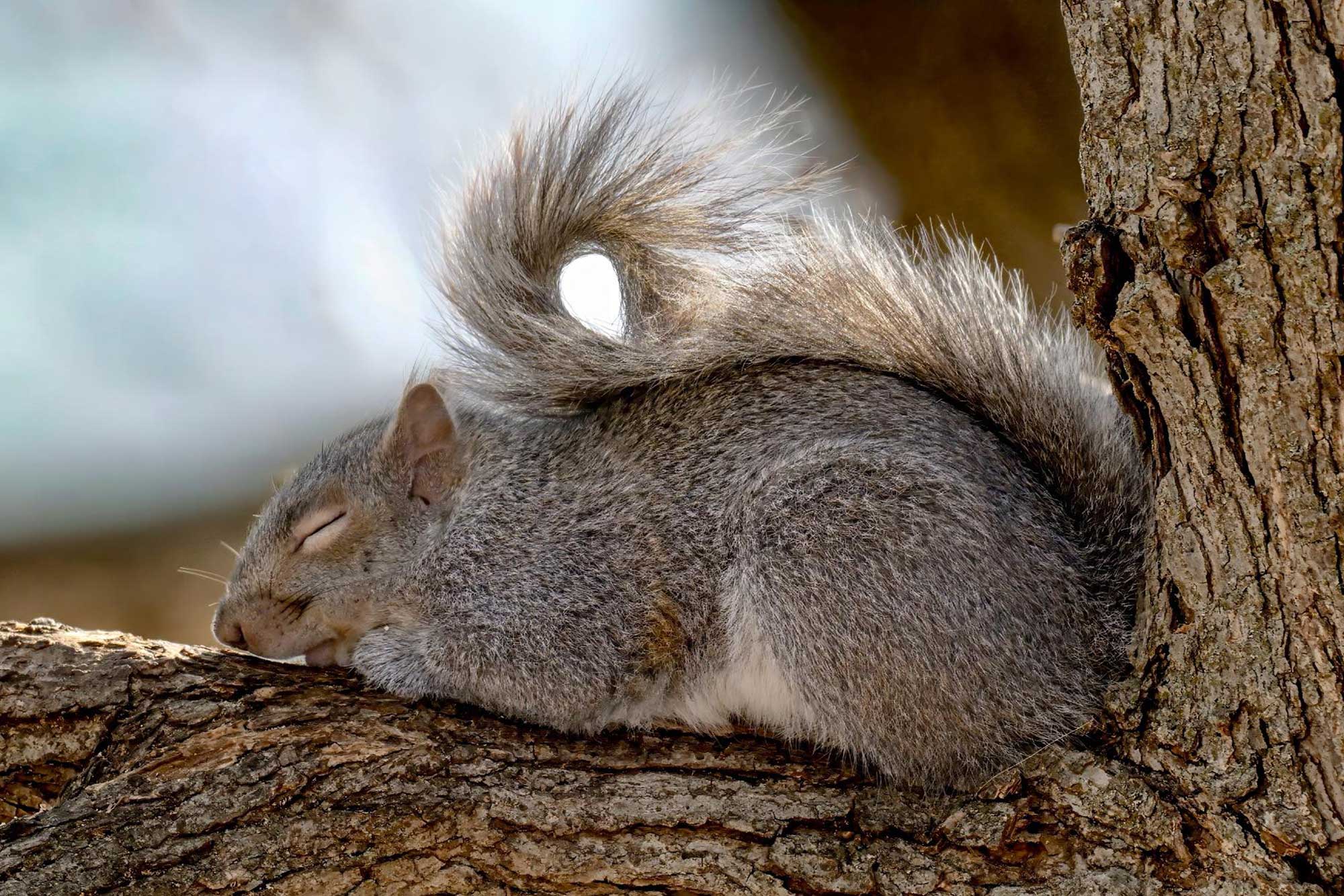 Eastern gray squirrel sleeping on a branch.