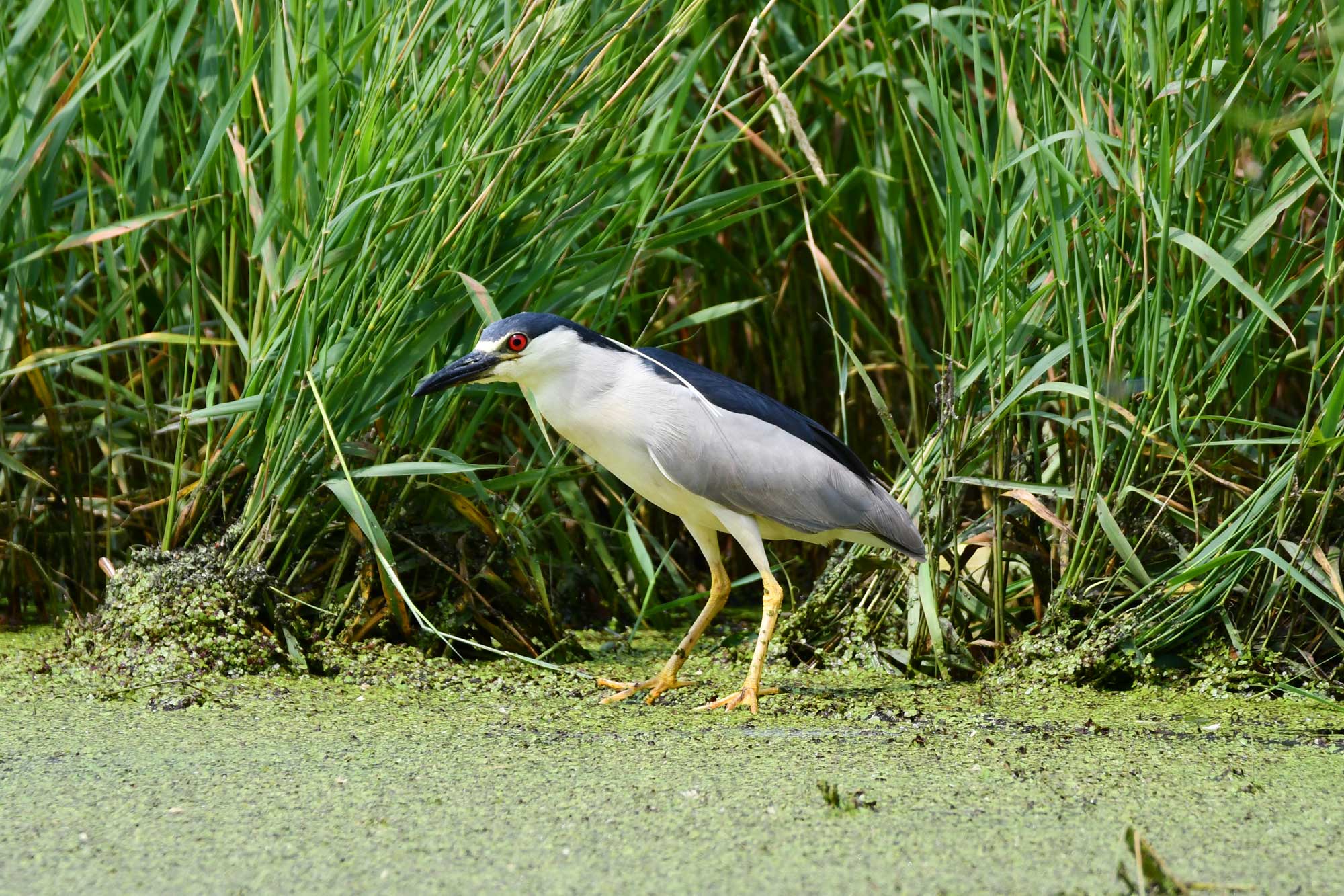 Black crowned night heron standing near water.
