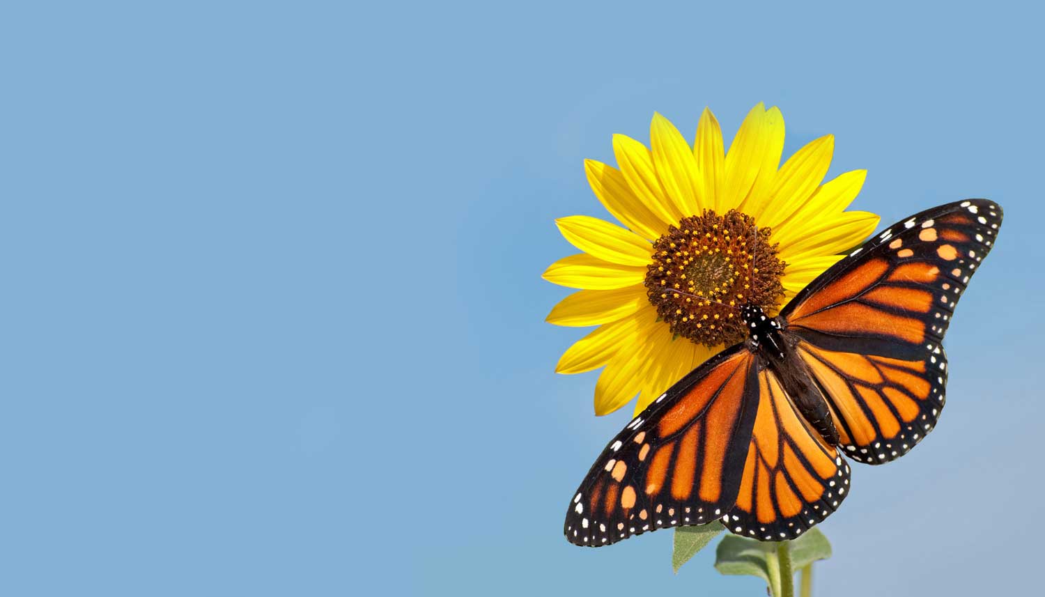 A orange and black butterfly on a bright yellow sunflower with blue sky in the background.