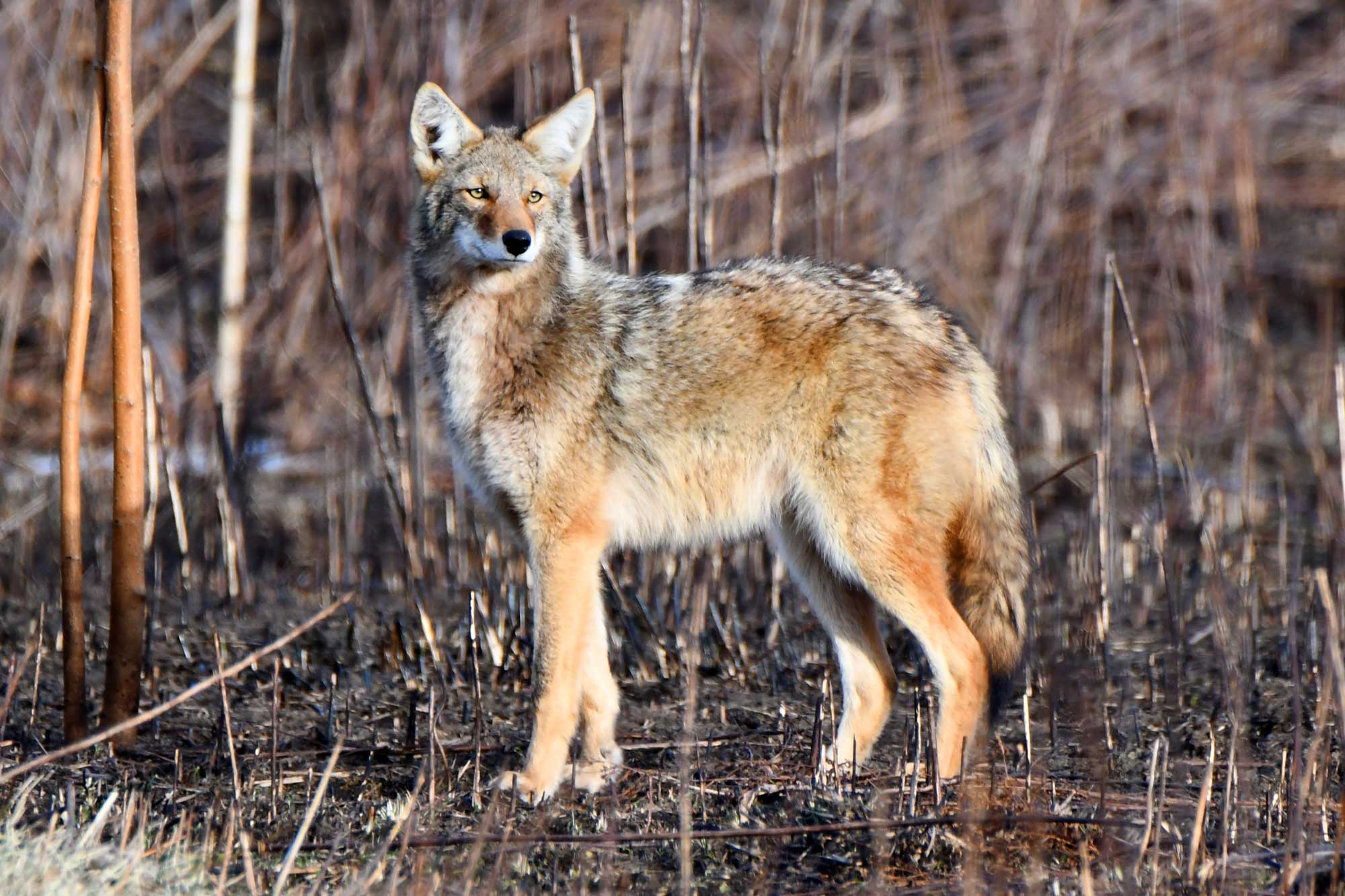 Coyote standing in vegetation.