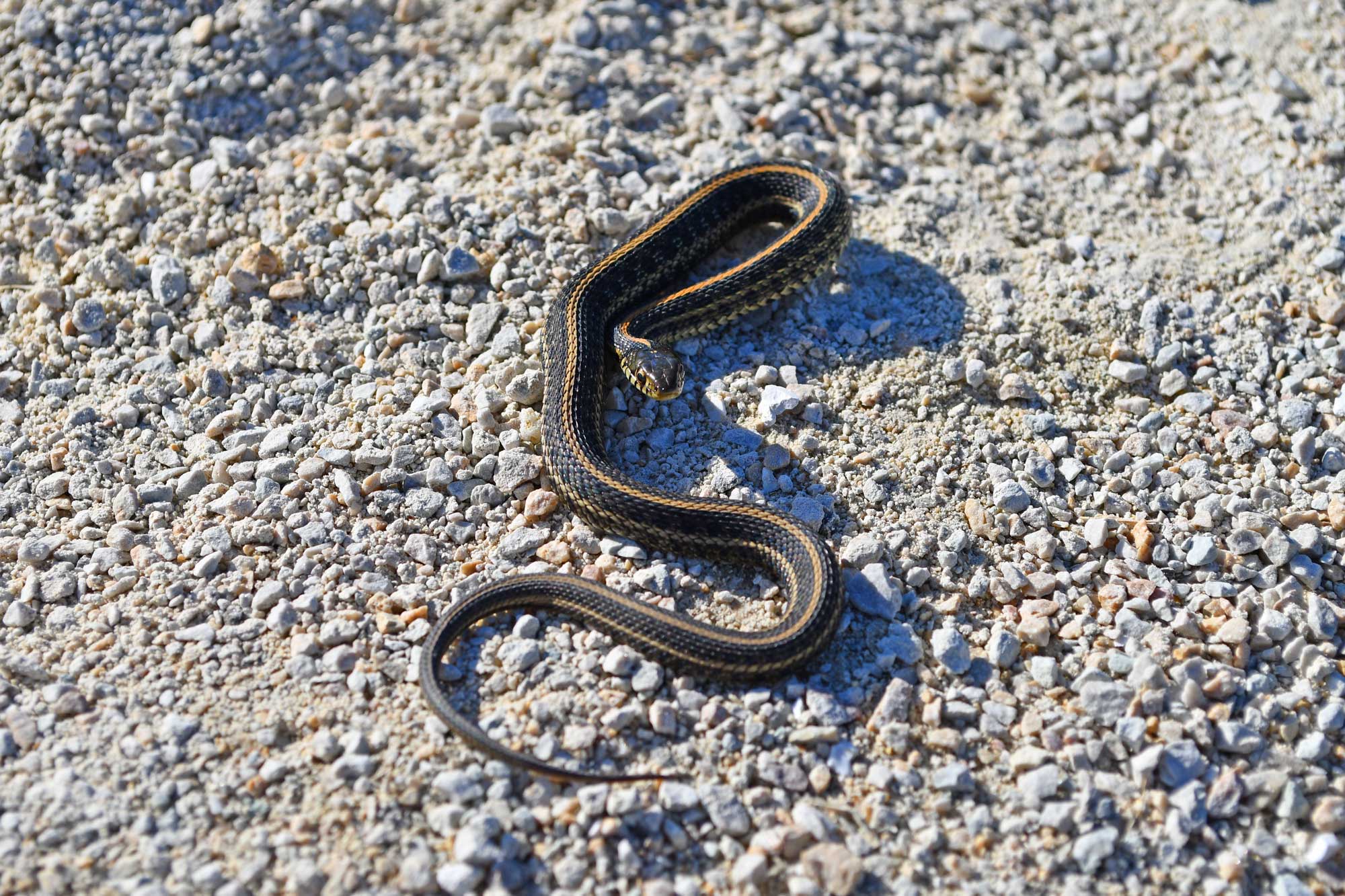 Garter snake sitting on a limestone trail.