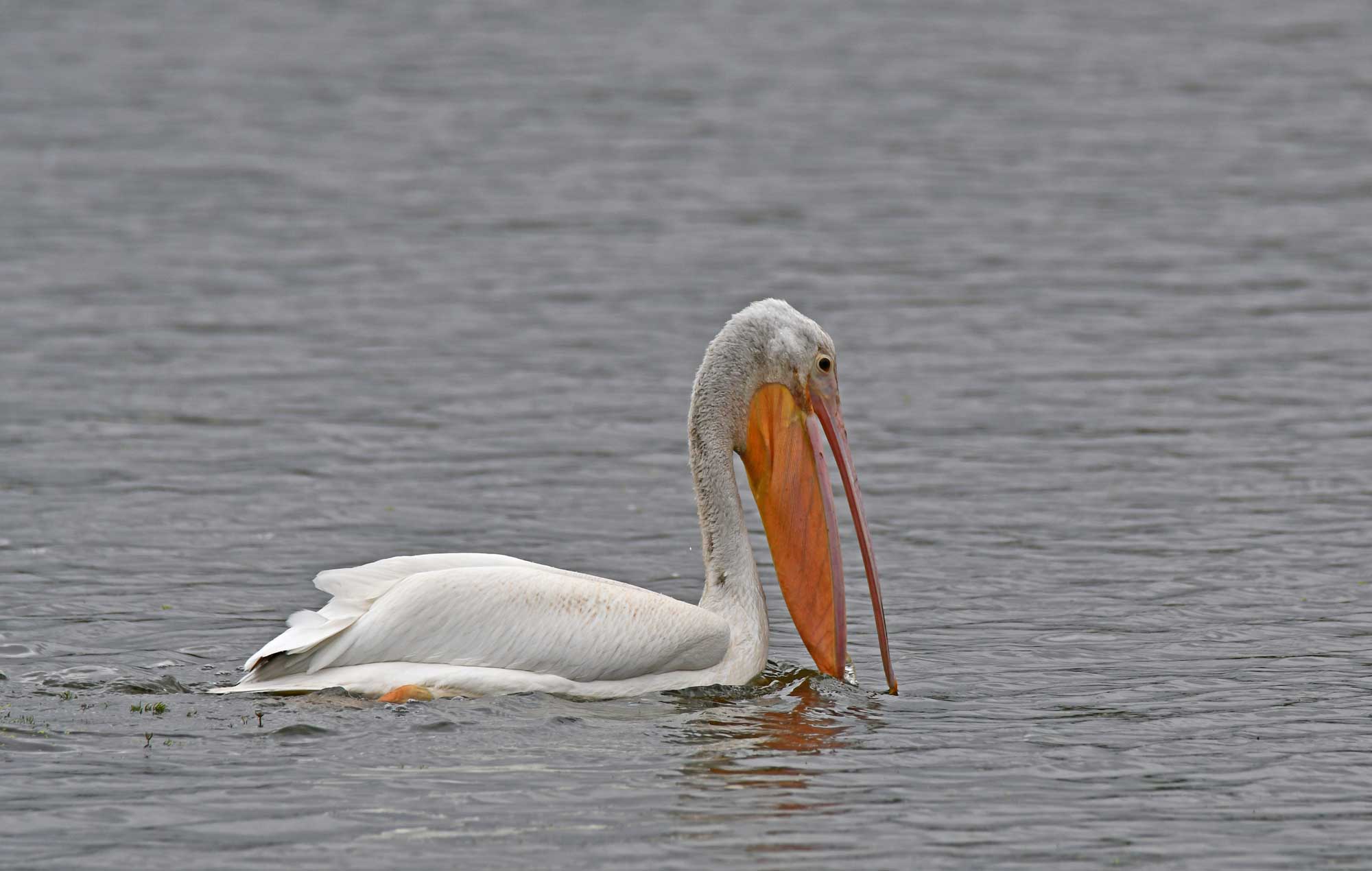 American white pelican swimming in the water.