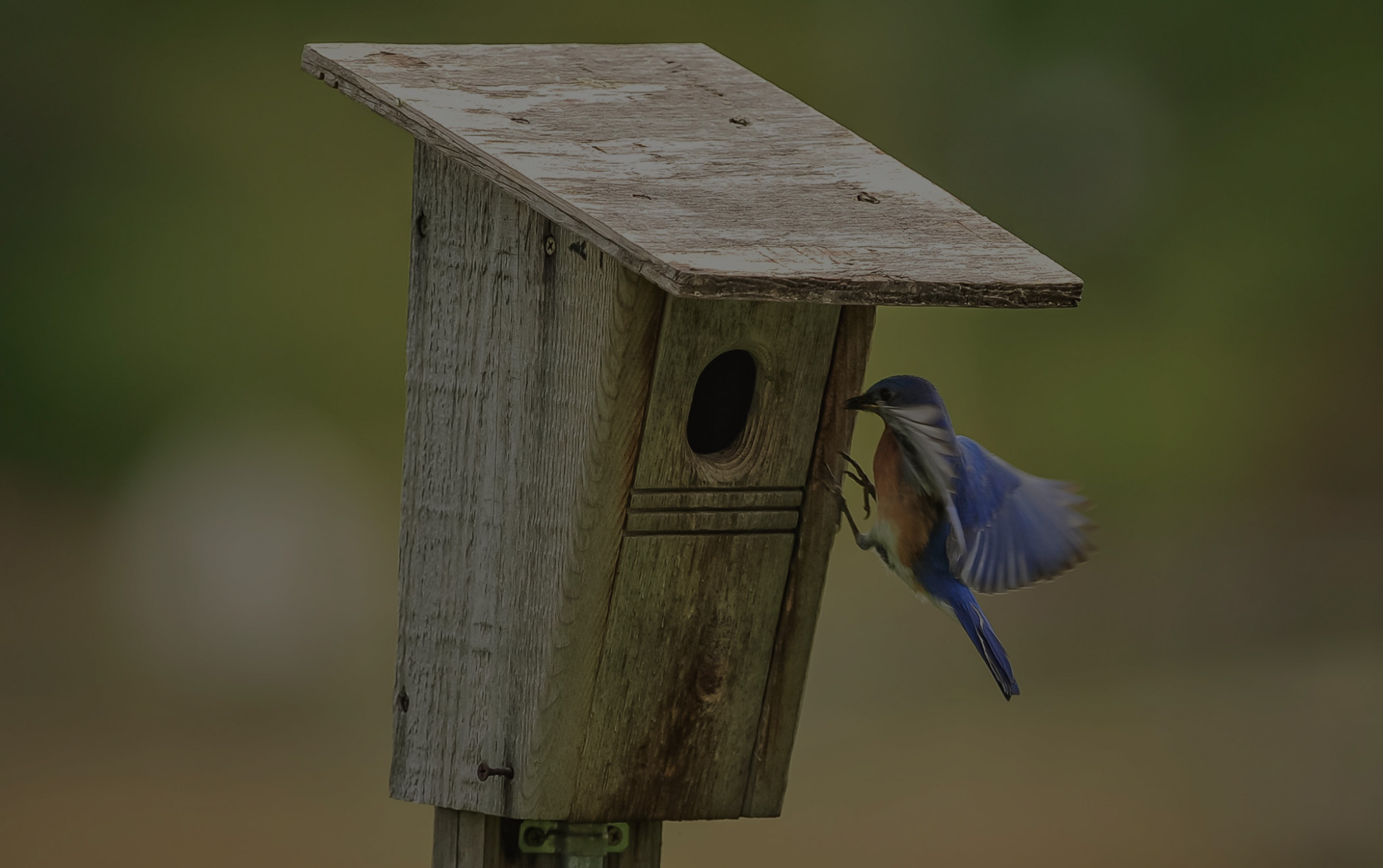 How we monitor wildlife in the preserves