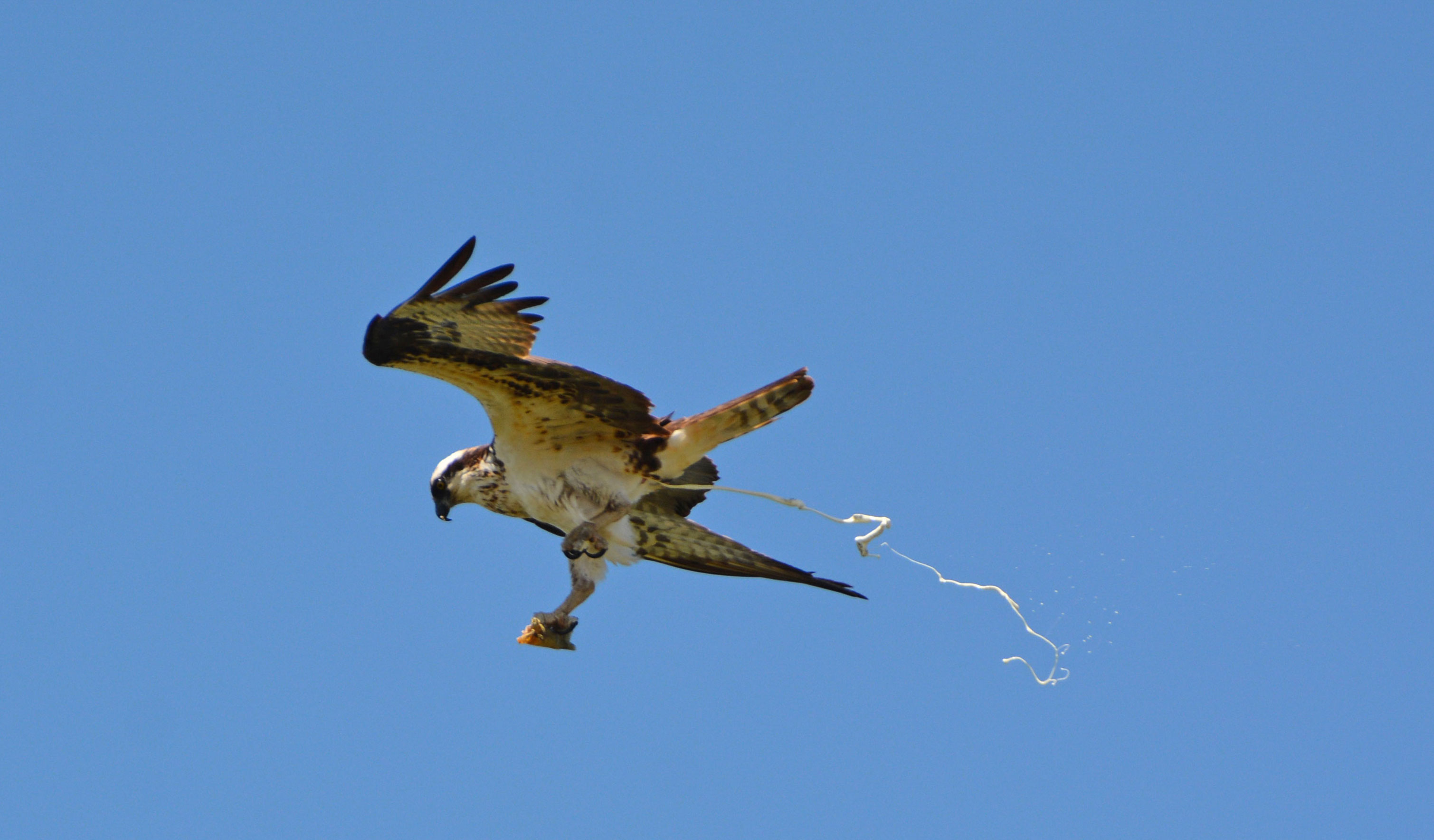 A bird pooping in flight.
