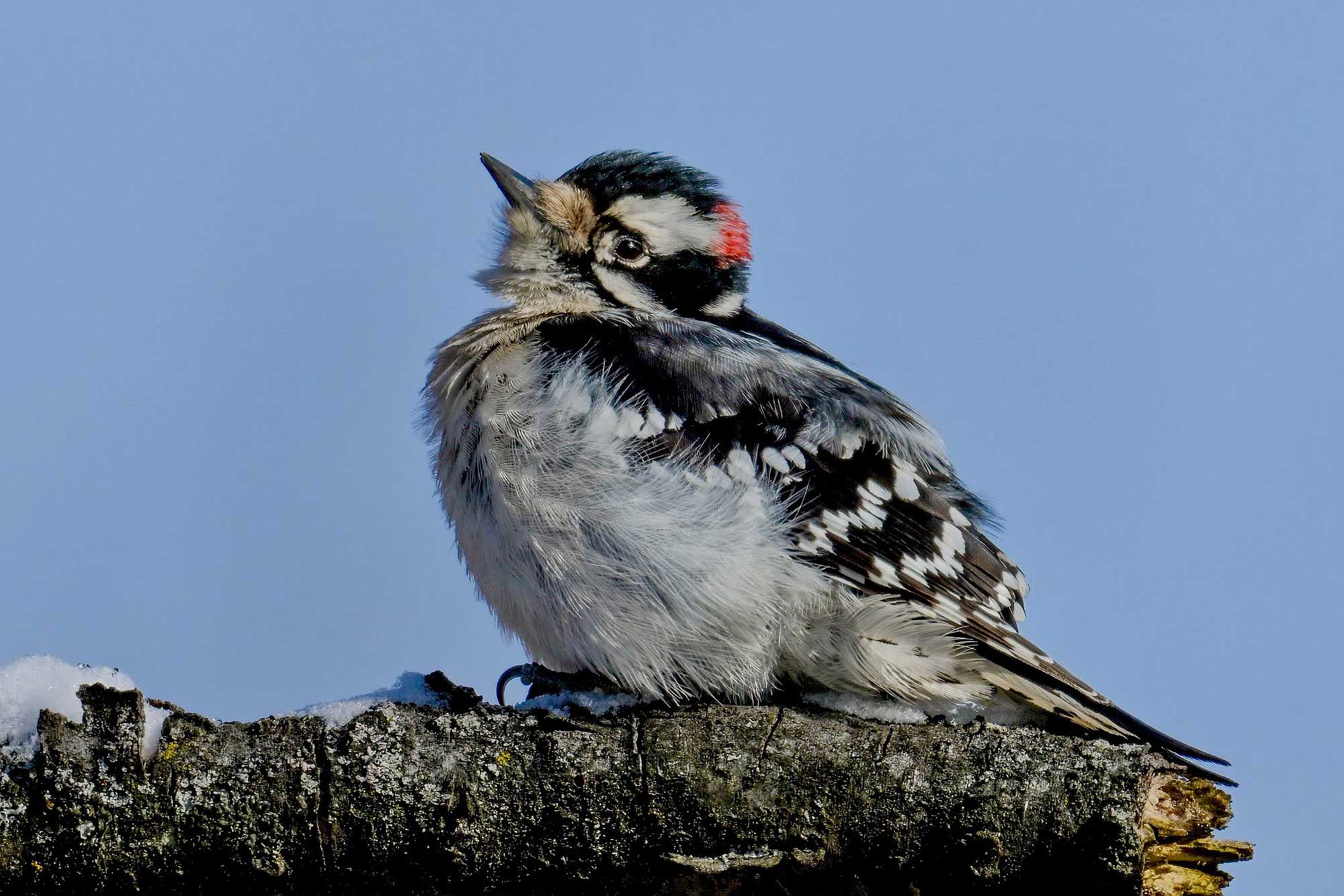 Downy woodpecker perched on a branch with the sky in the background.