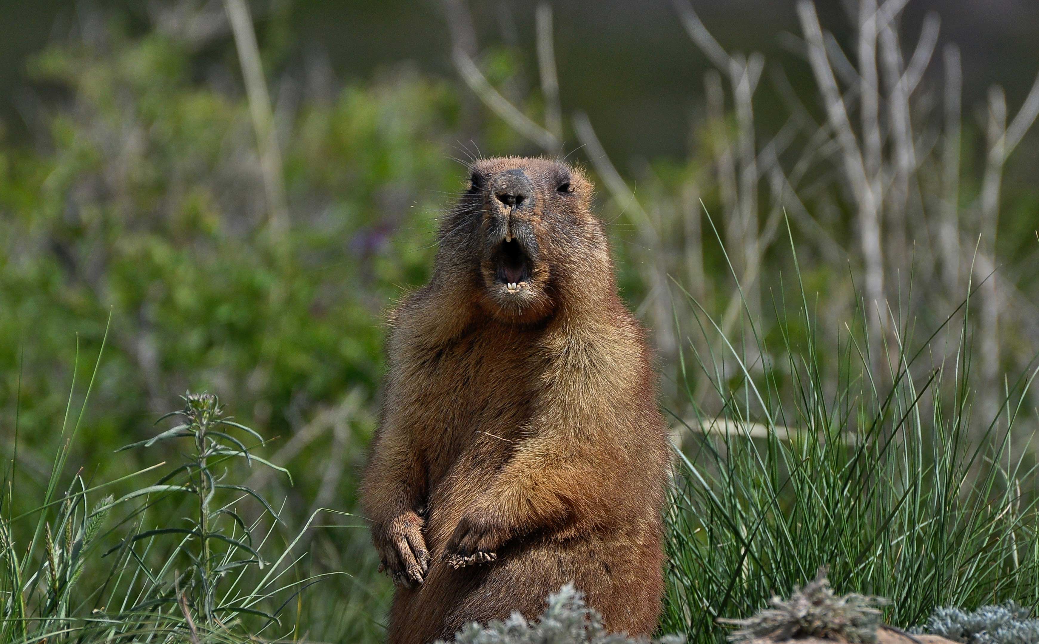 A woodchuck with its mouth open.