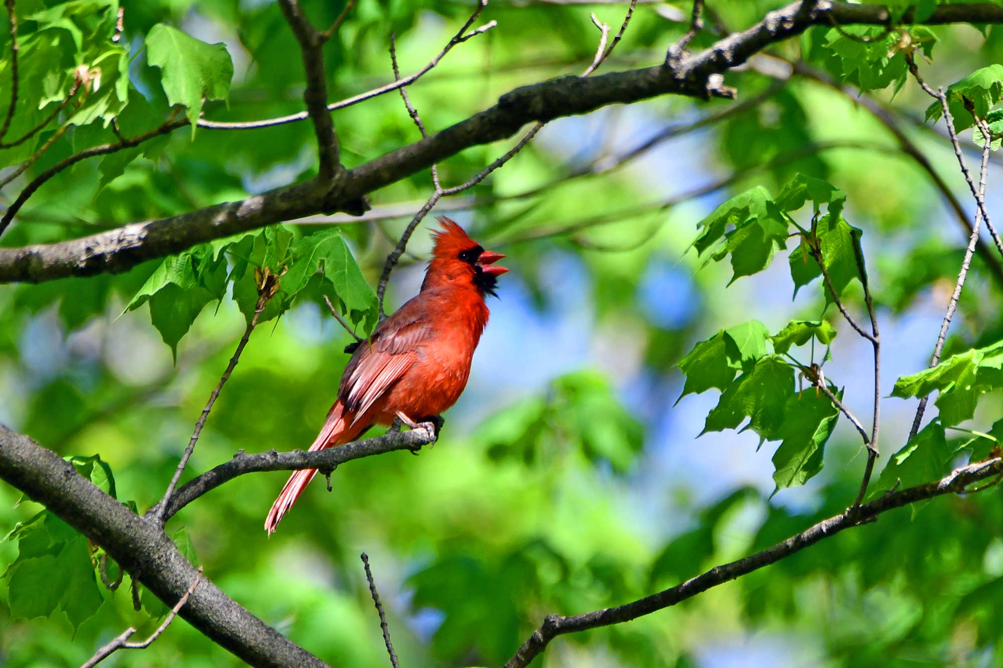 Northern cardinal perched on a branch with leaves in the background.