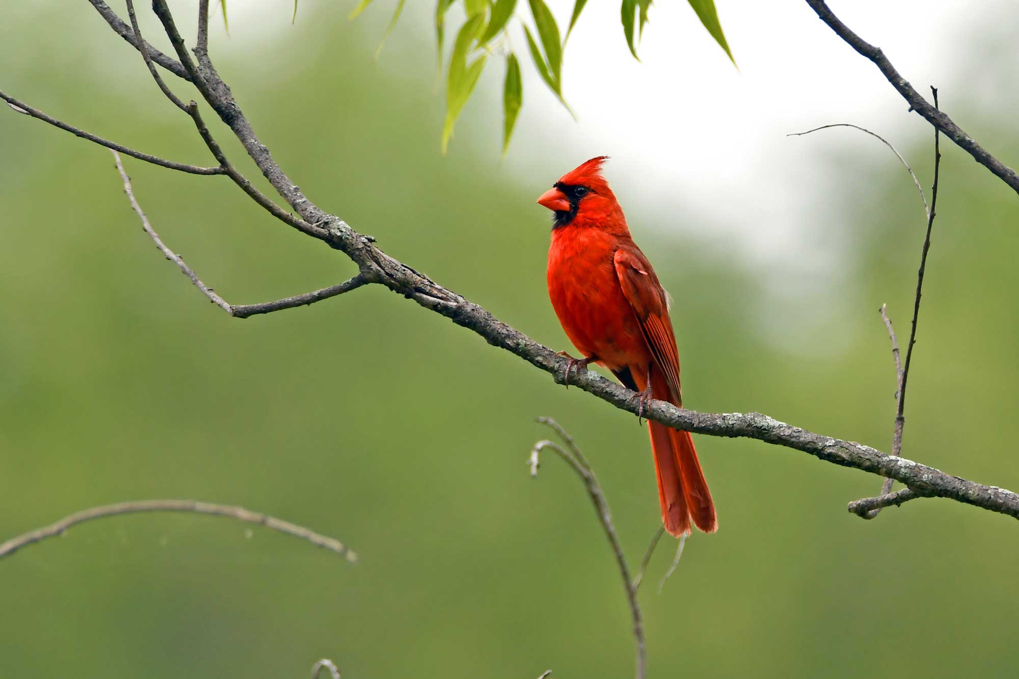 Northern cardinal perched on a branch with leaves in the background.