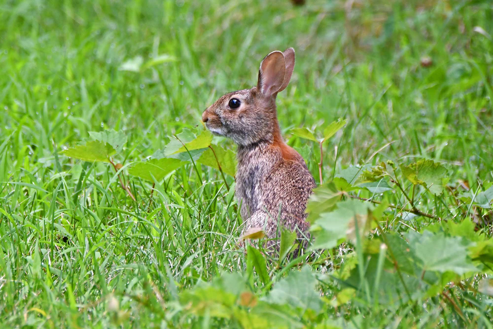 A cottontail rabbit standing in the grass.