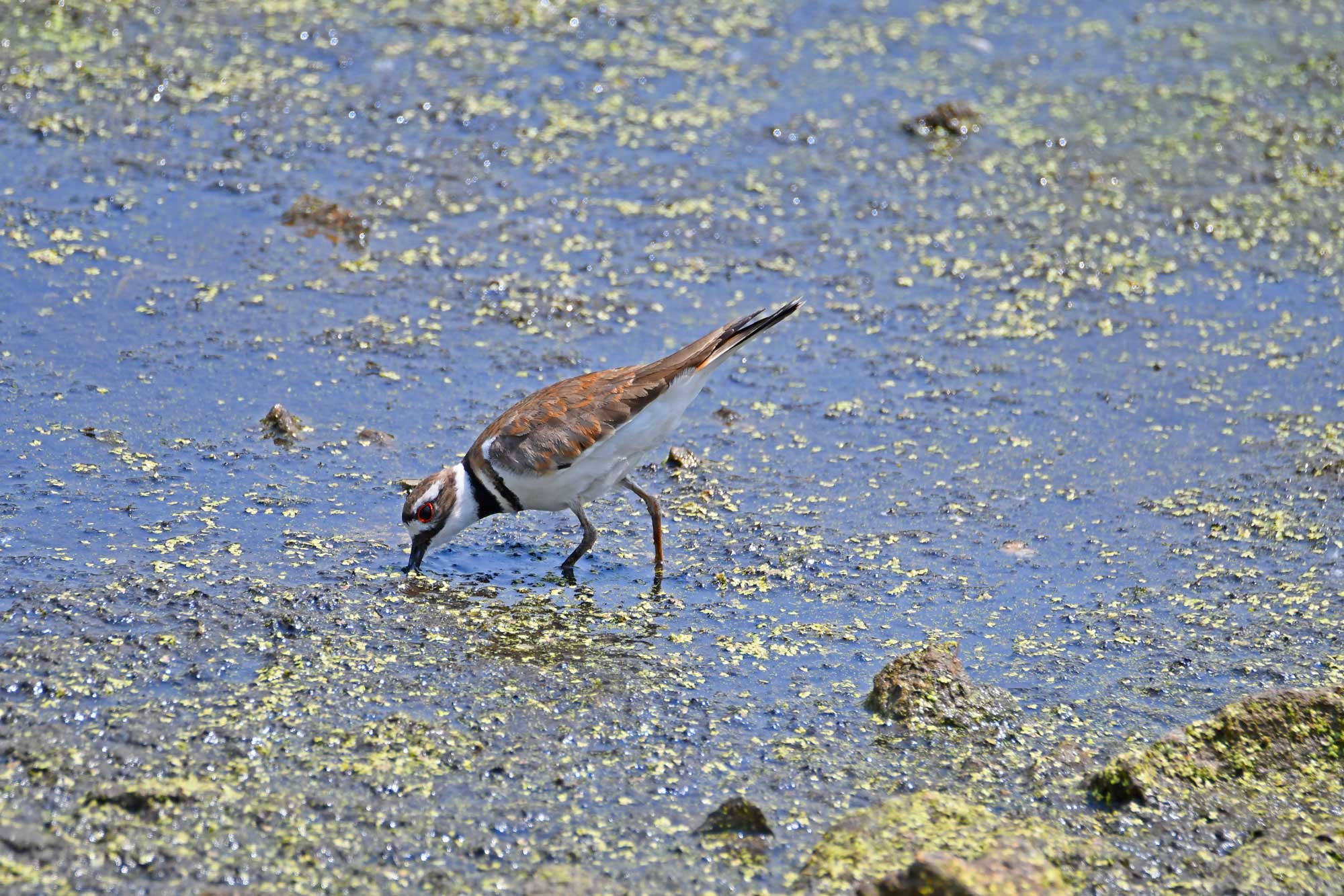 Killdeer standing in the water with its beak in the water.