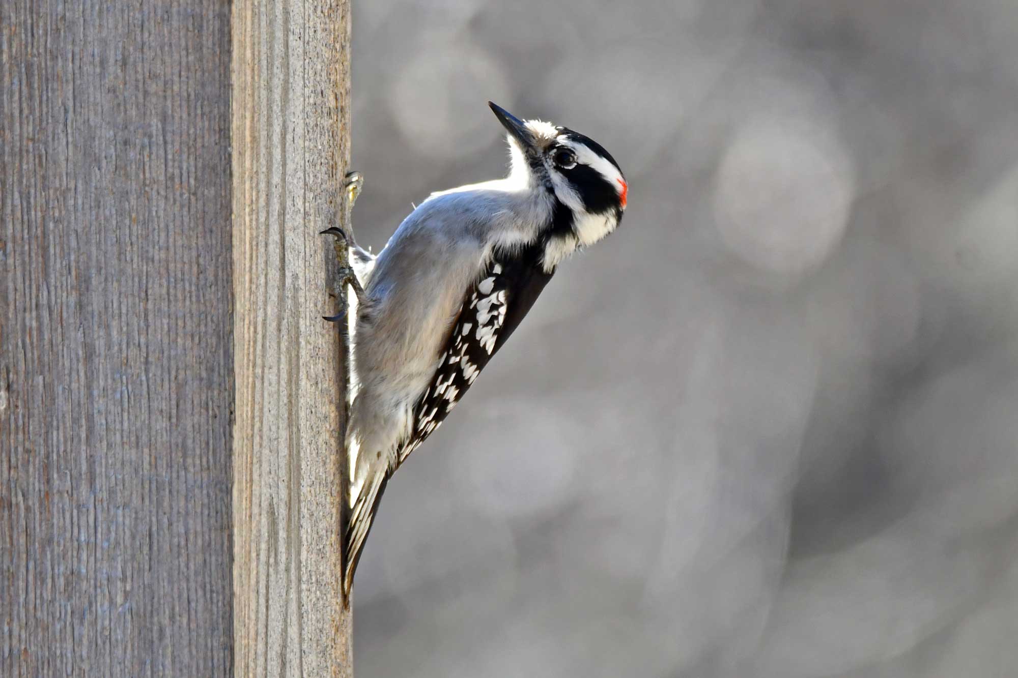 Downy woodpecker clinging to the side of a wooden post.