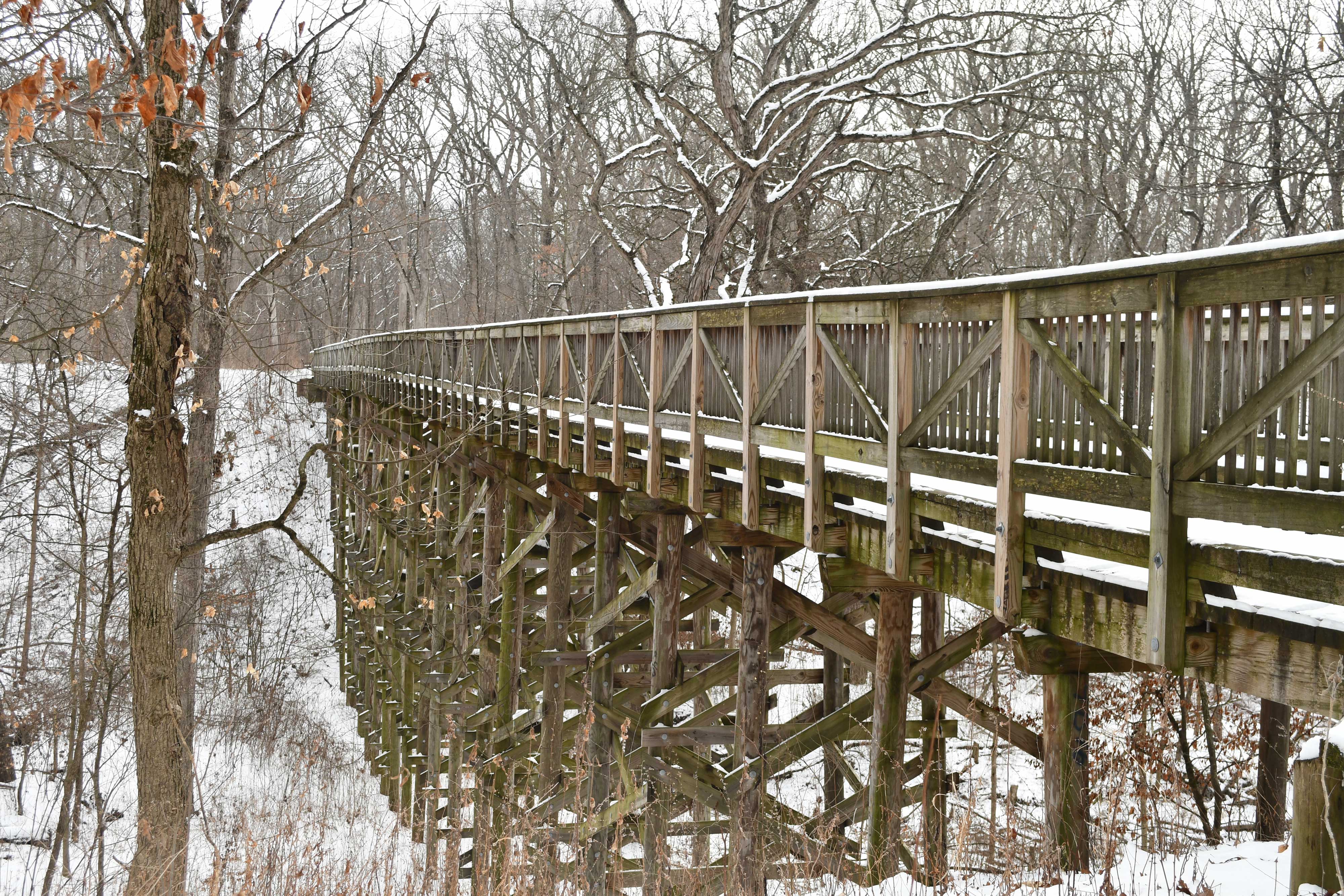 Be a Trailblazer: Hike Goodenow Grove