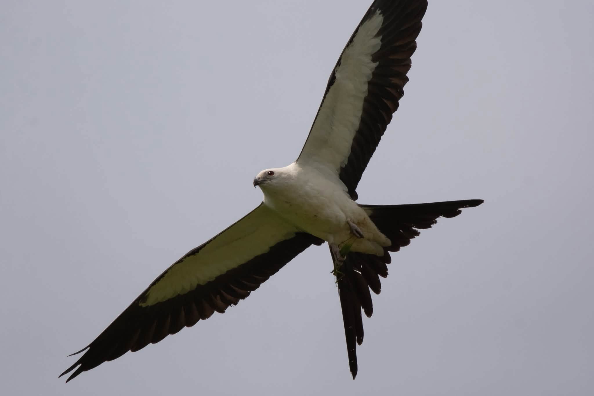 A swallow-tailed kite, with its white body and dark wing tips, flies in the air. 