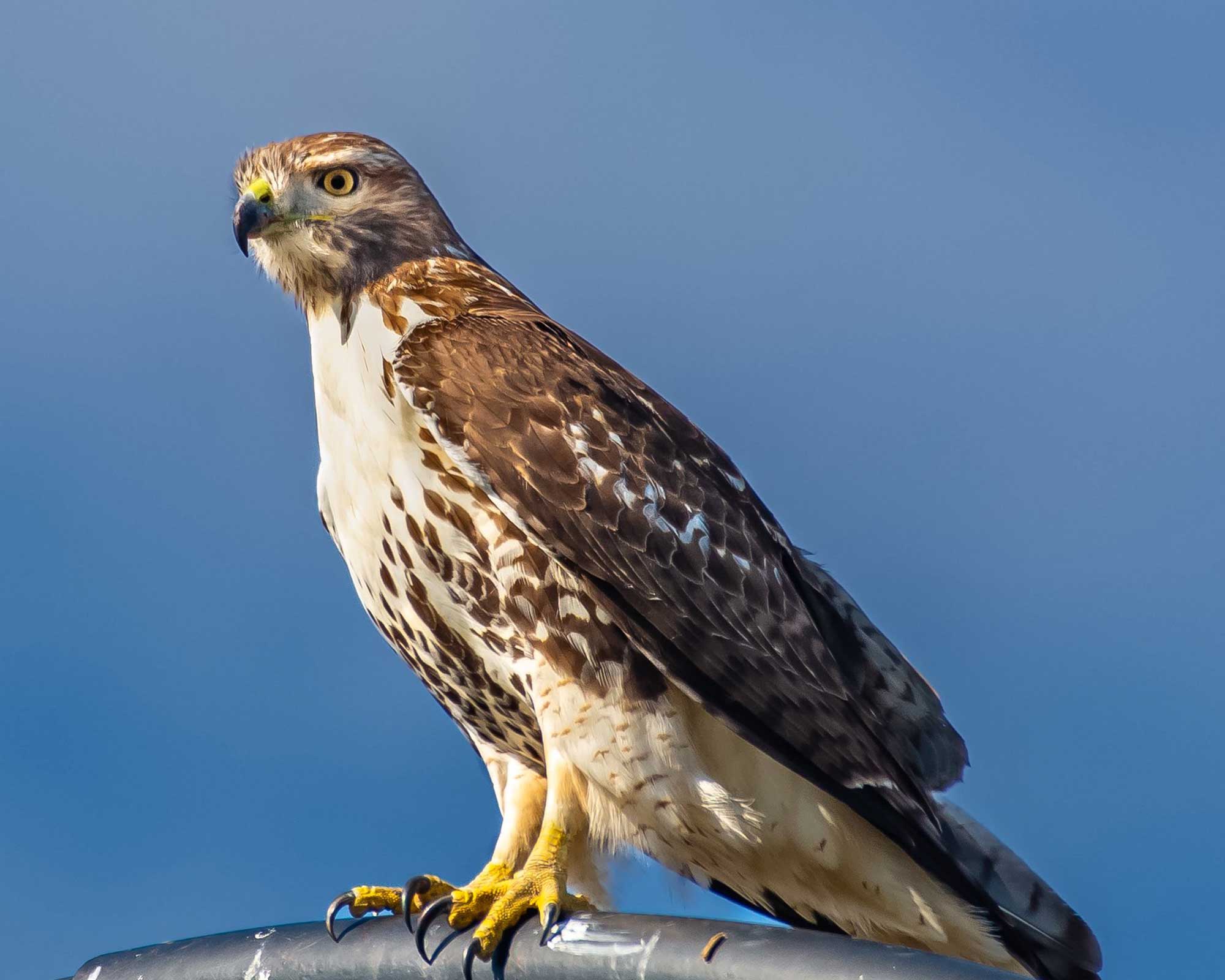 Red-tailed hawk perched on a metal post with the sky in the background.
