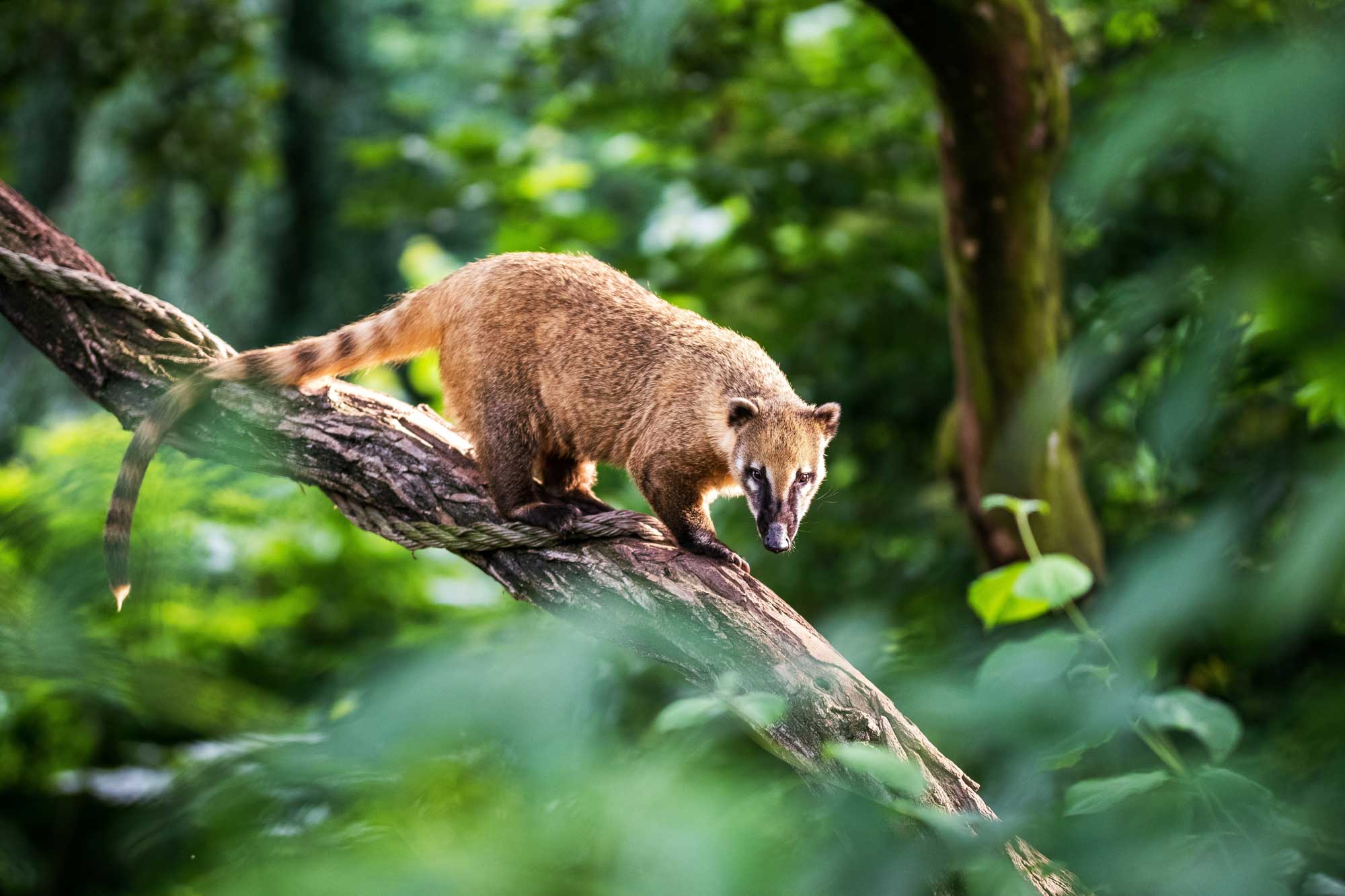 A coati on a large branch with leafy trees surrounding it.