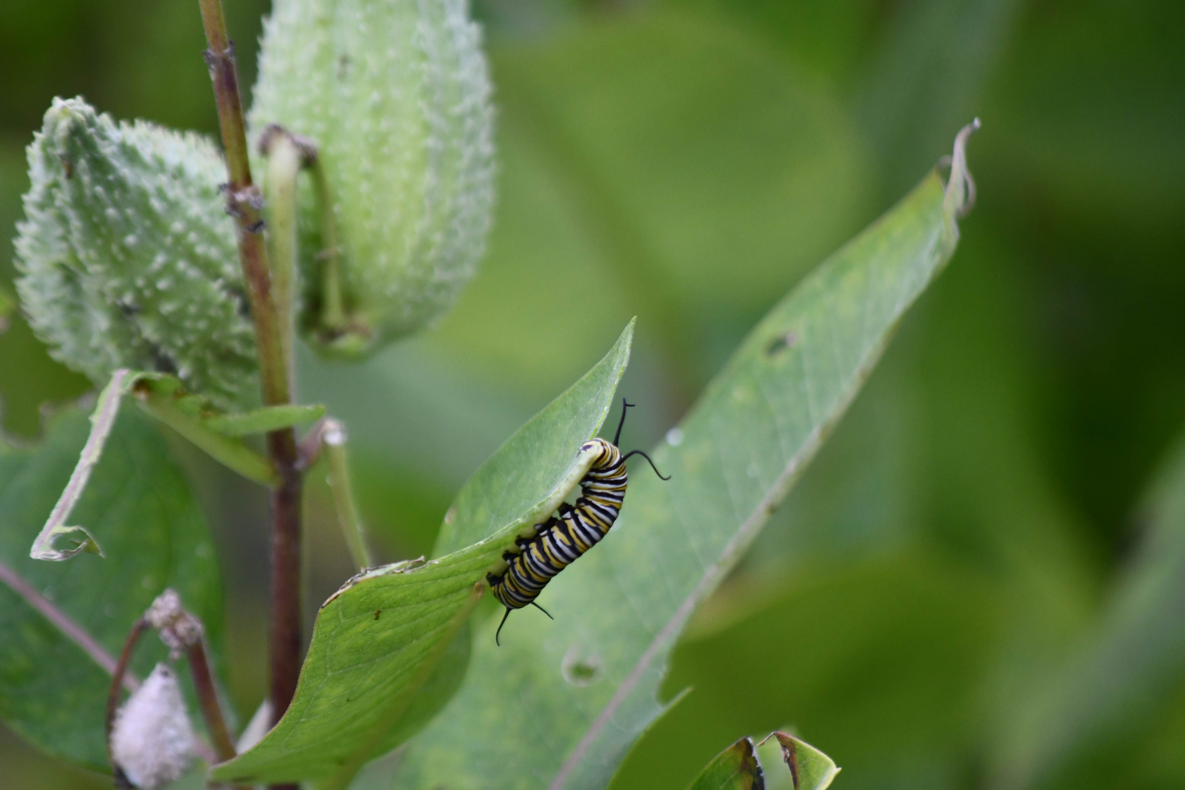 Monarch-Caterpillar-Milkweed-Monee-Reservoir-Glenn_P_Knoblock-Aug-2018_0618.jpg