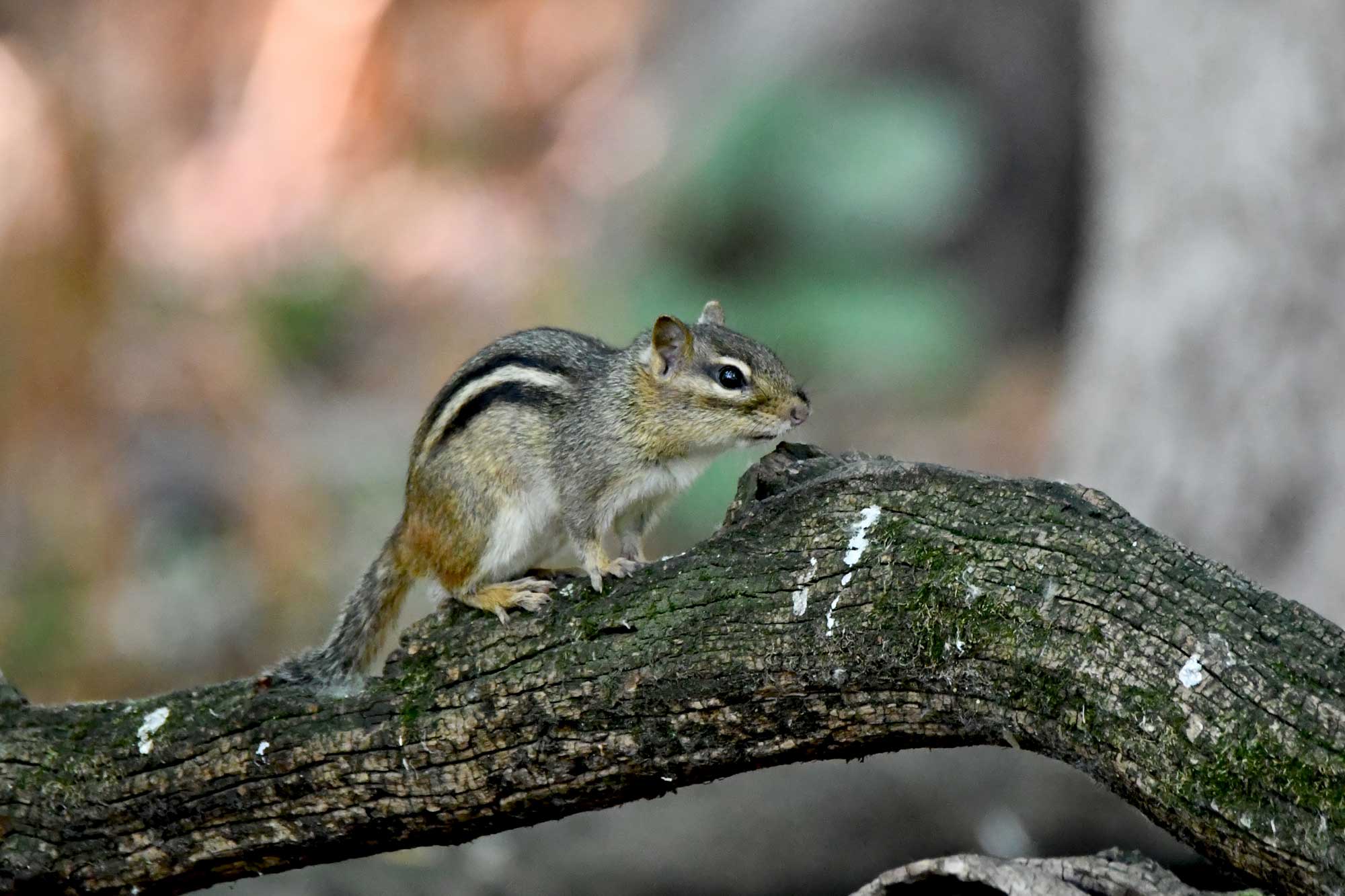 A chipmunk on a tree branch.